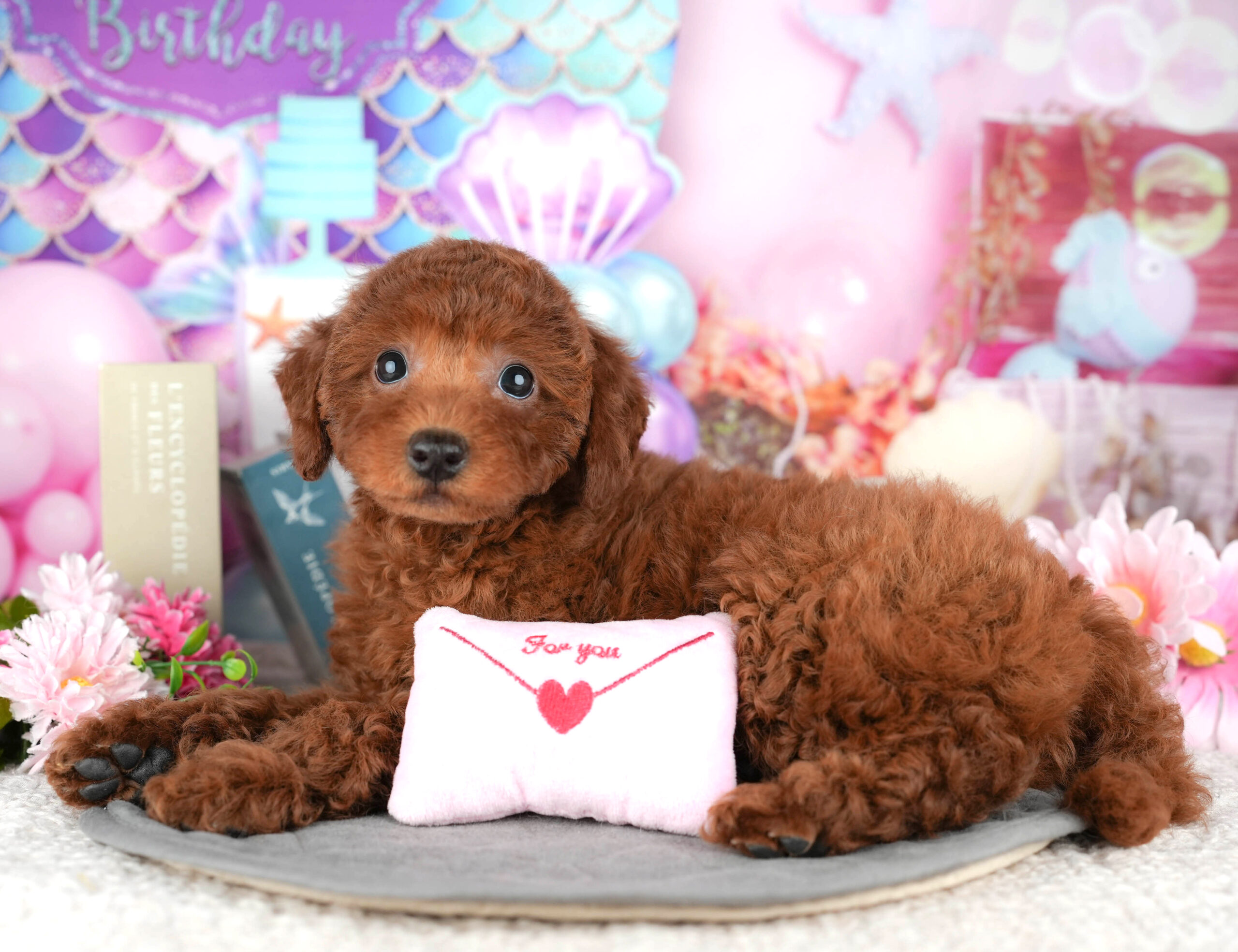 トイ・プードル | 女の子 | レッド | 2025年12月13日