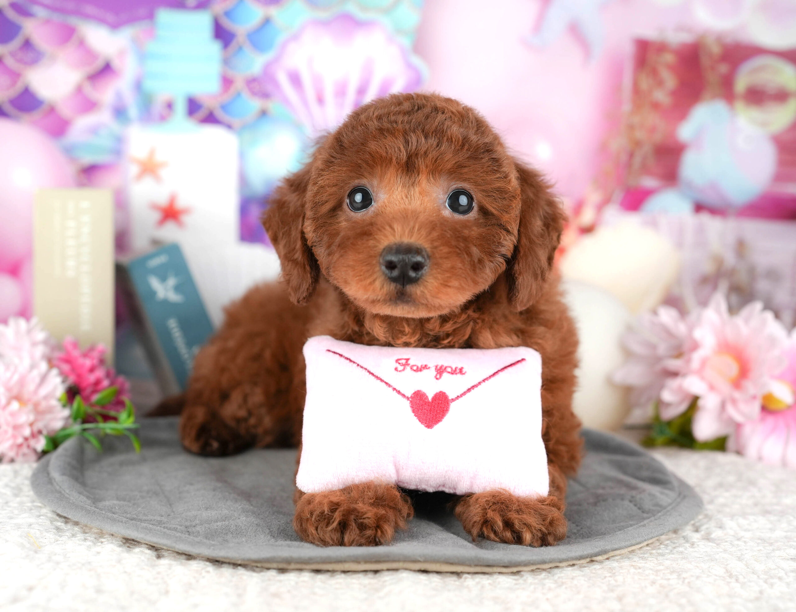 トイ・プードル | 女の子 | レッド | 2025年12月13日