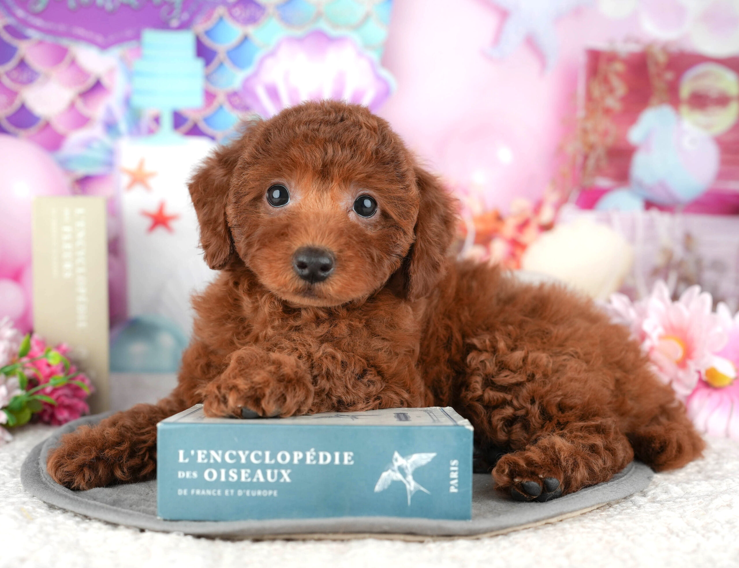 トイ・プードル | 女の子 | レッド | 2025年12月13日