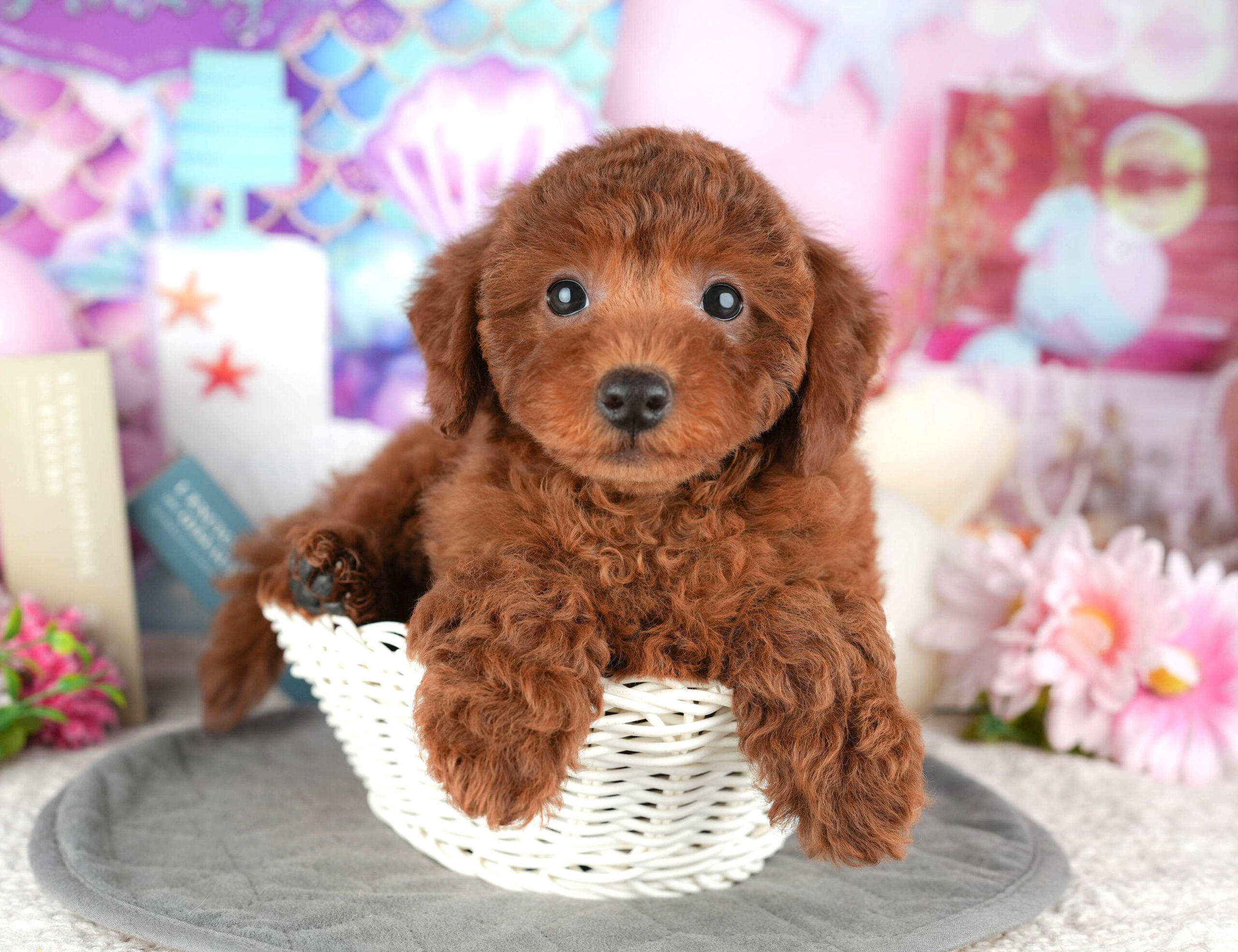 トイ・プードル | 女の子 | レッド | 2025年12月13日