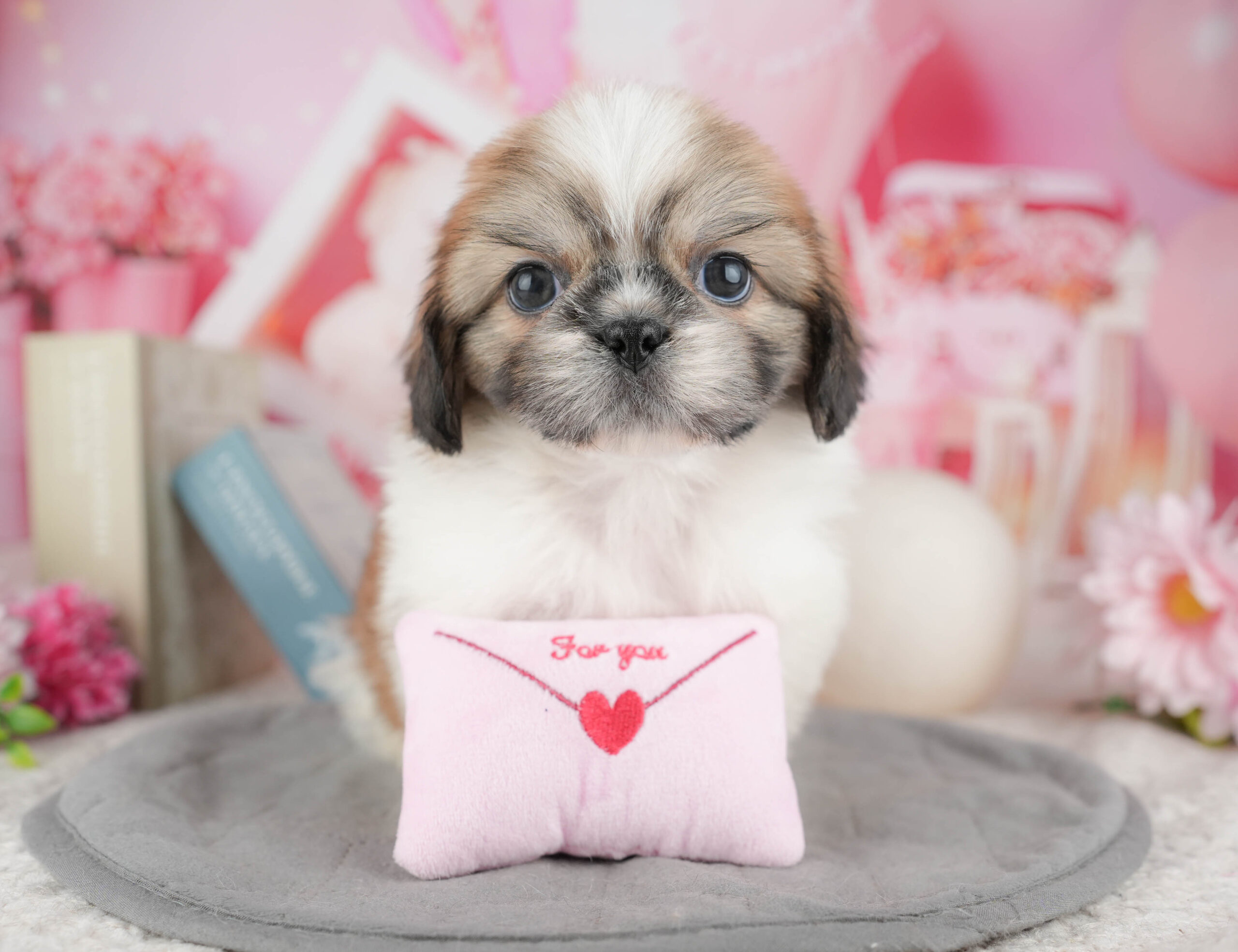 ペキシーズー | 男の子 | ゴールド&ホワイト | 2025年12月13日