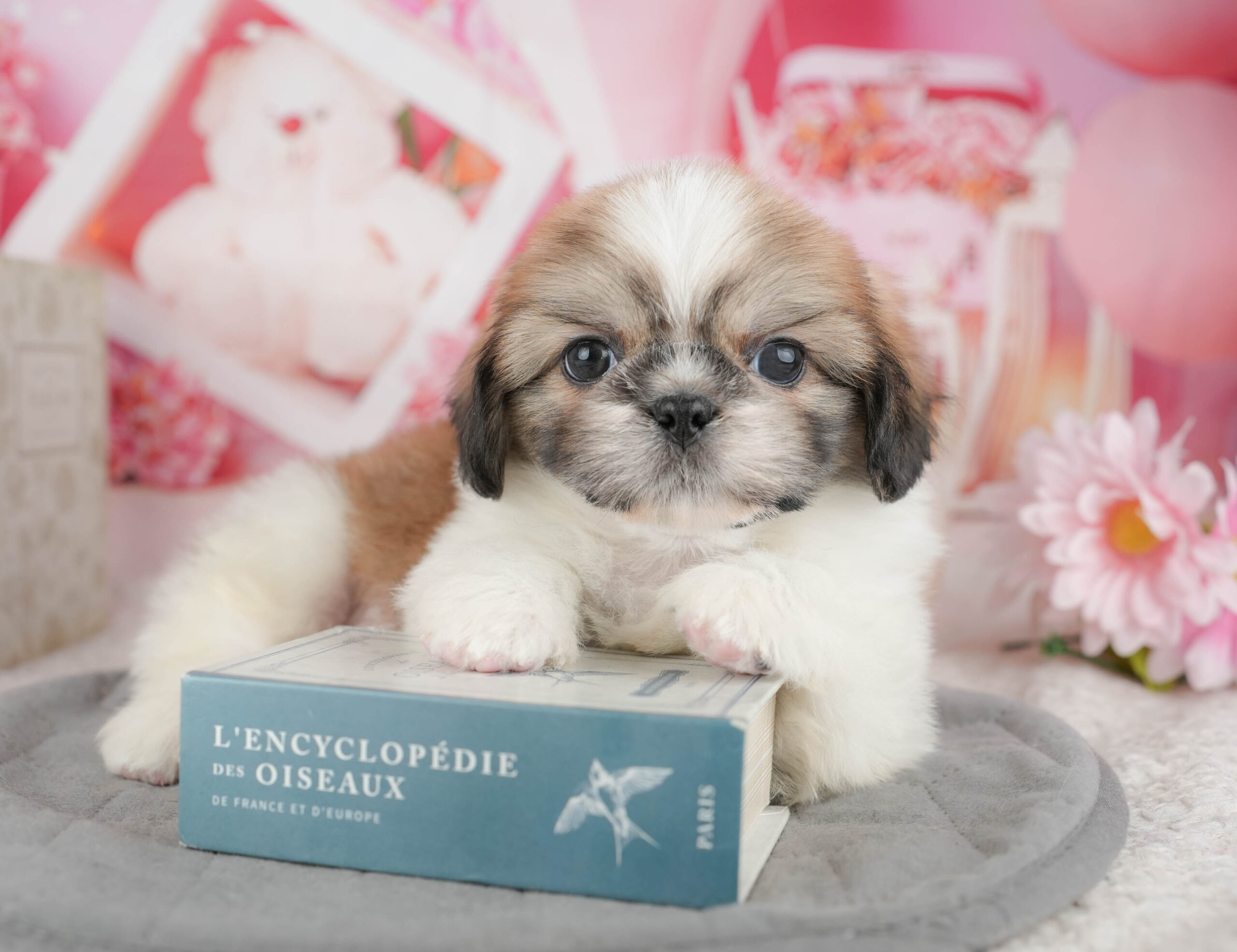 ペキシーズー | 男の子 | ゴールド&ホワイト | 2025年12月13日