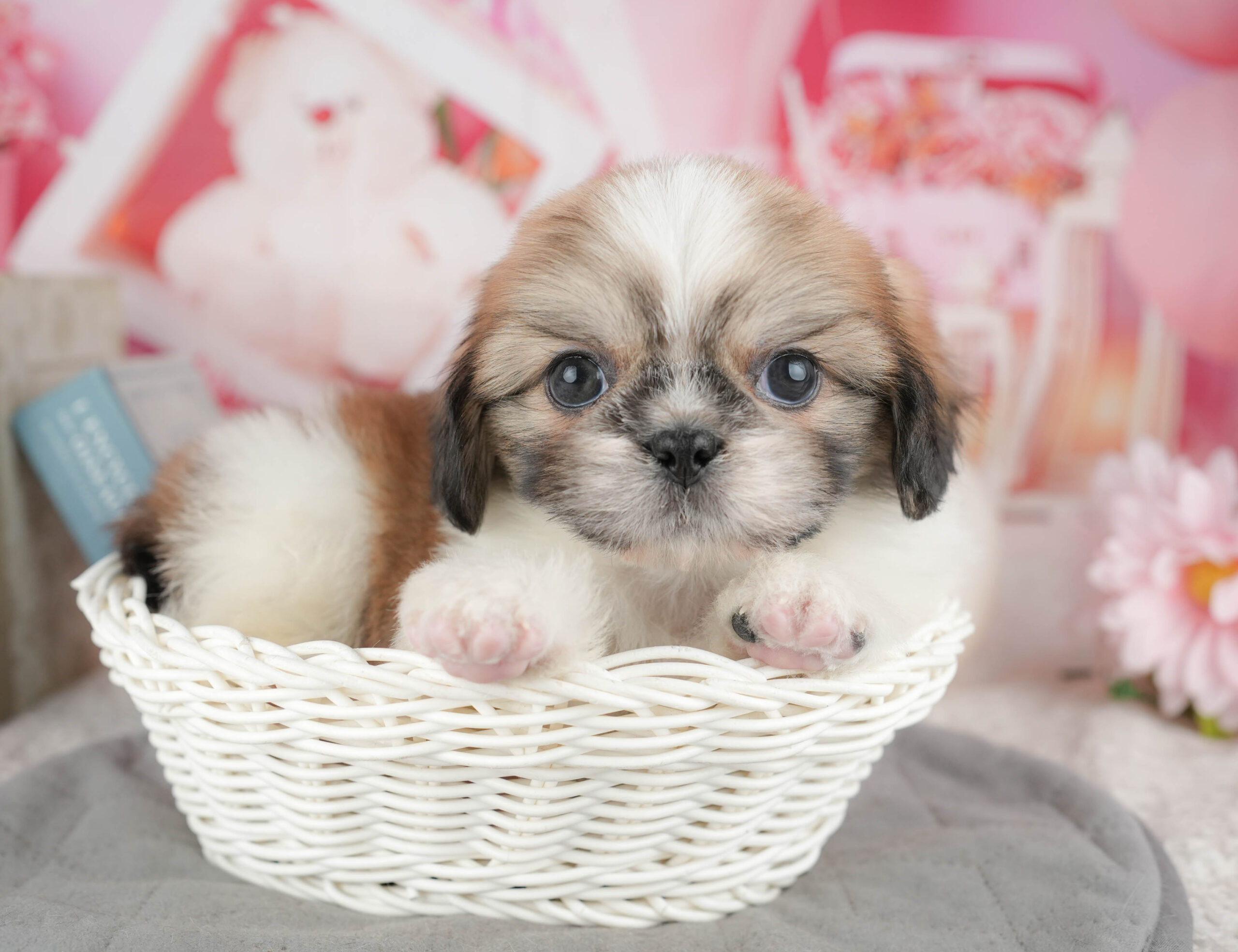 ペキシーズー | 男の子 | ゴールド&ホワイト | 2025年12月13日