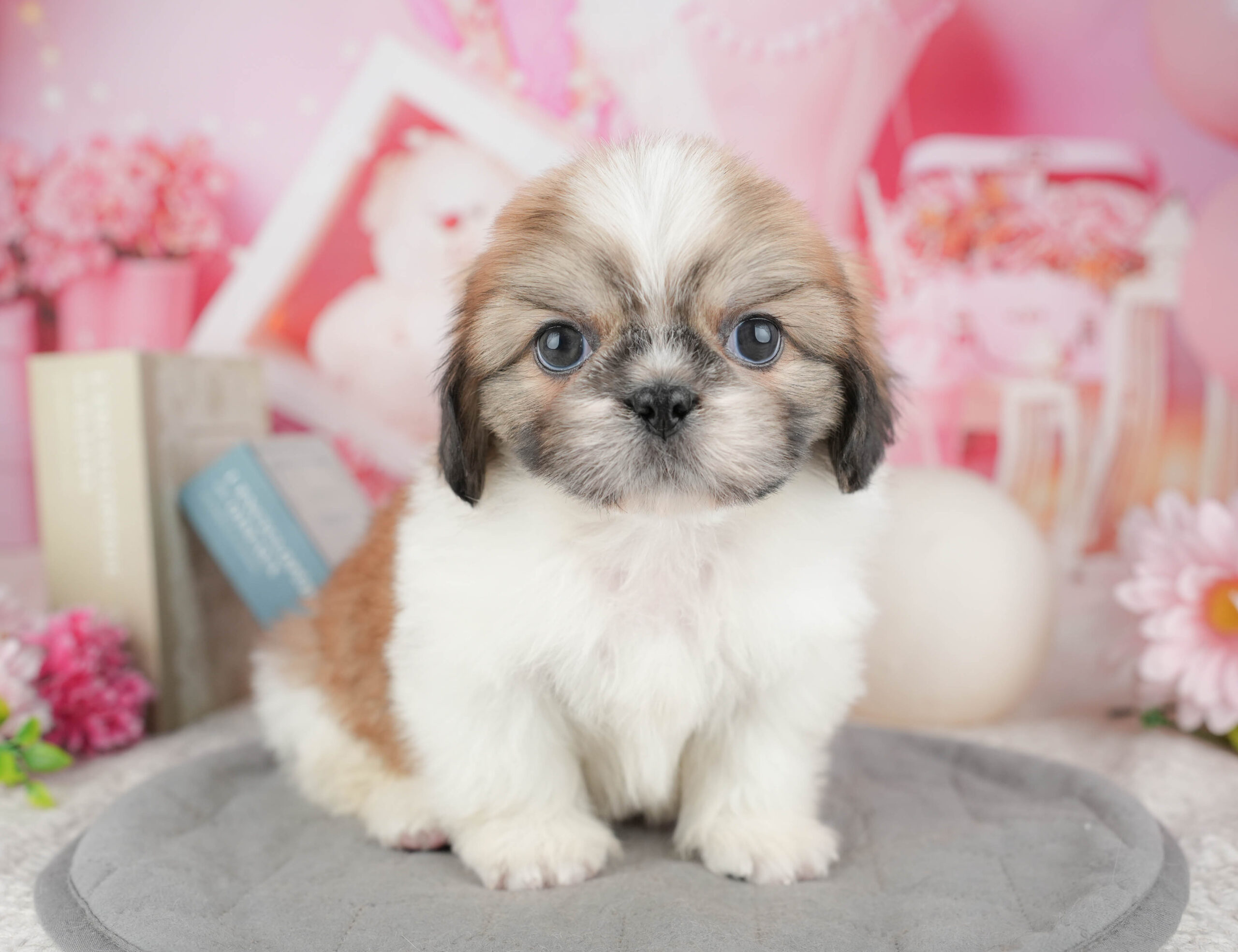 ペキシーズー | 男の子 | ゴールド&ホワイト | 2025年12月13日