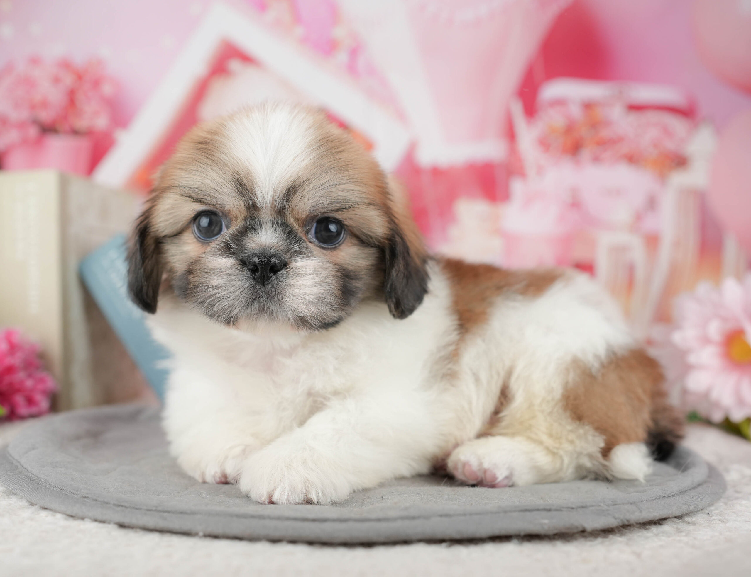 ペキシーズー | 男の子 | ゴールド&ホワイト | 2025年12月13日