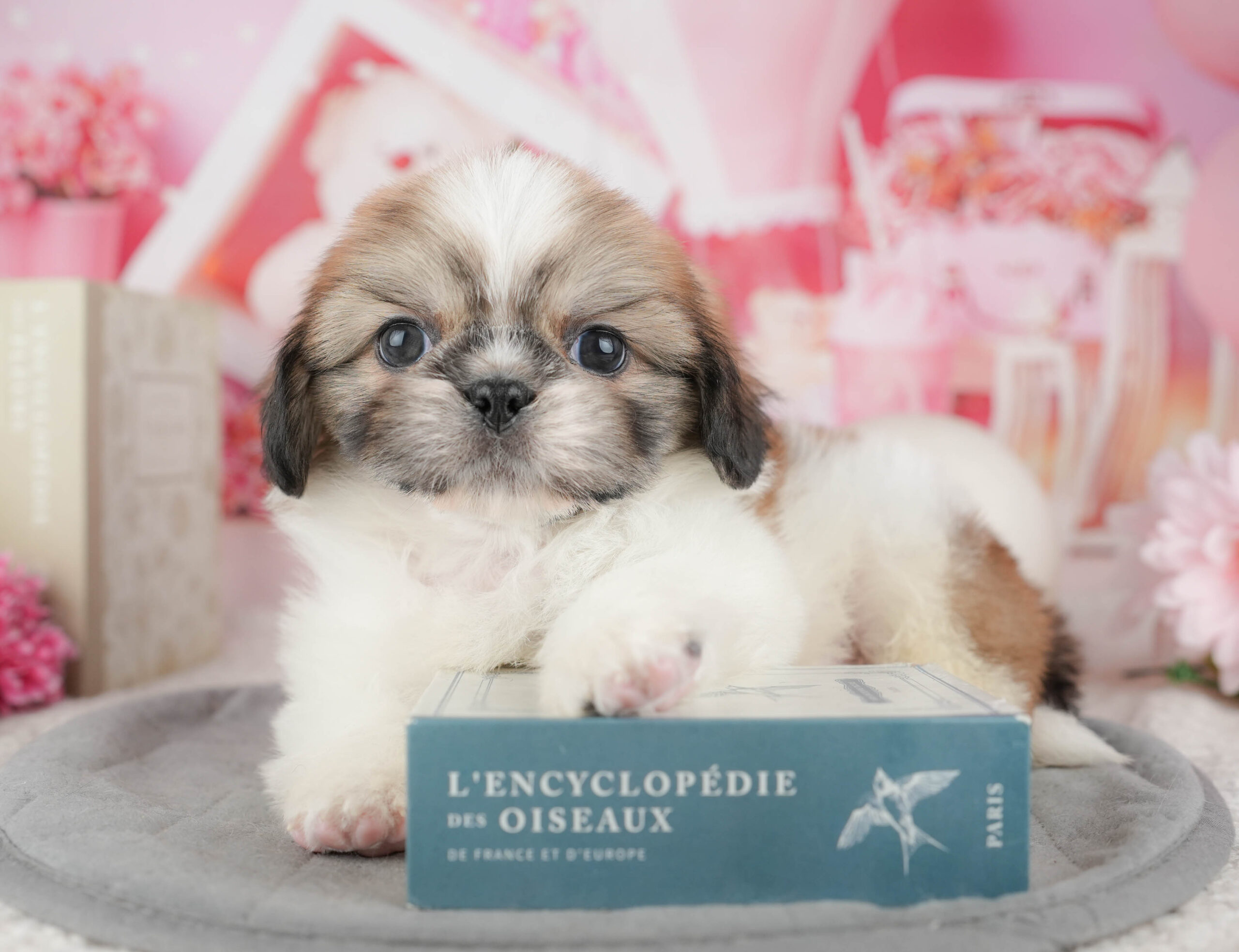 ペキシーズー | 男の子 | ゴールド&ホワイト | 2025年12月13日