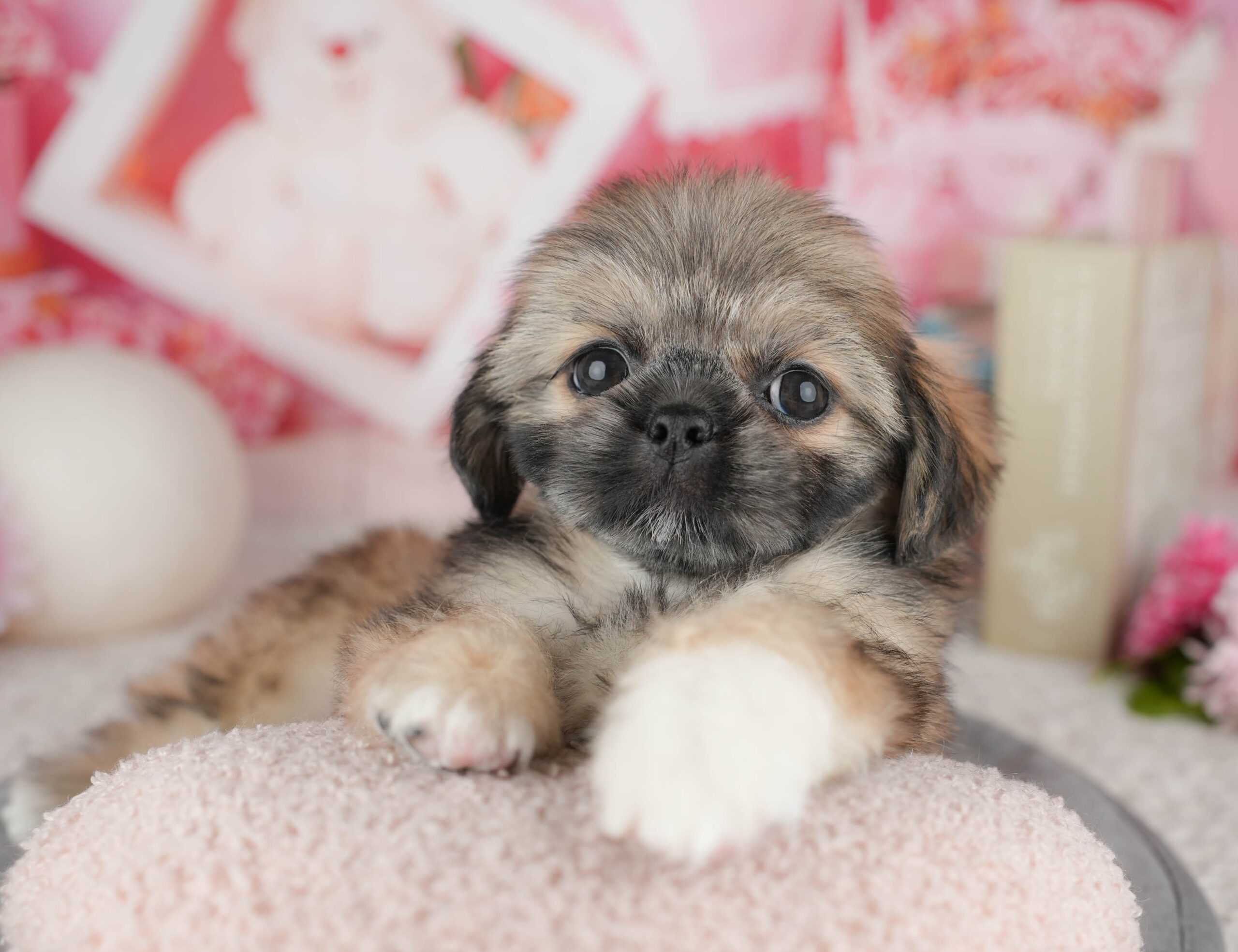 ペキシーズー | 女の子 | フォーン | 2025年12月13日