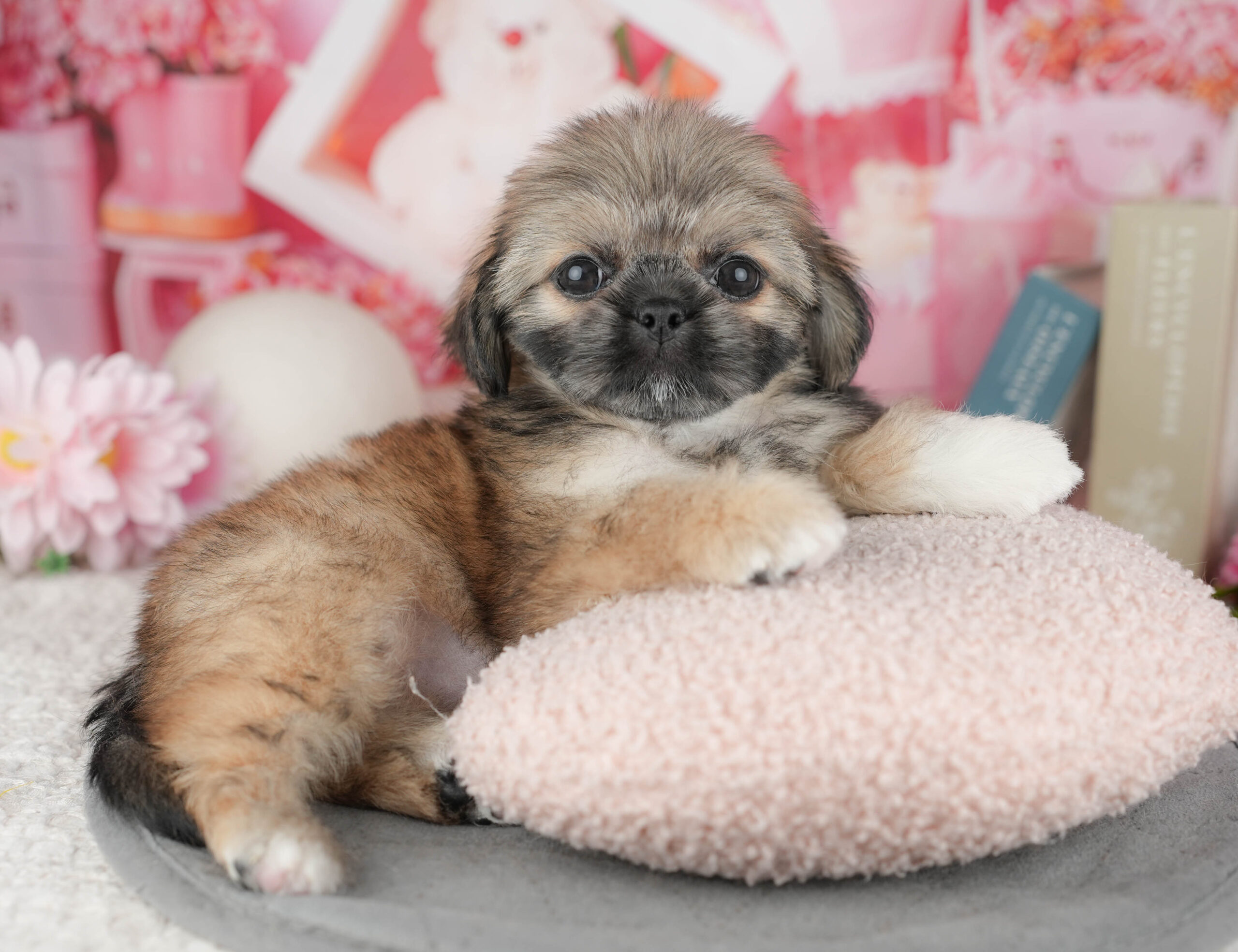 ペキシーズー | 女の子 | フォーン | 2025年12月13日