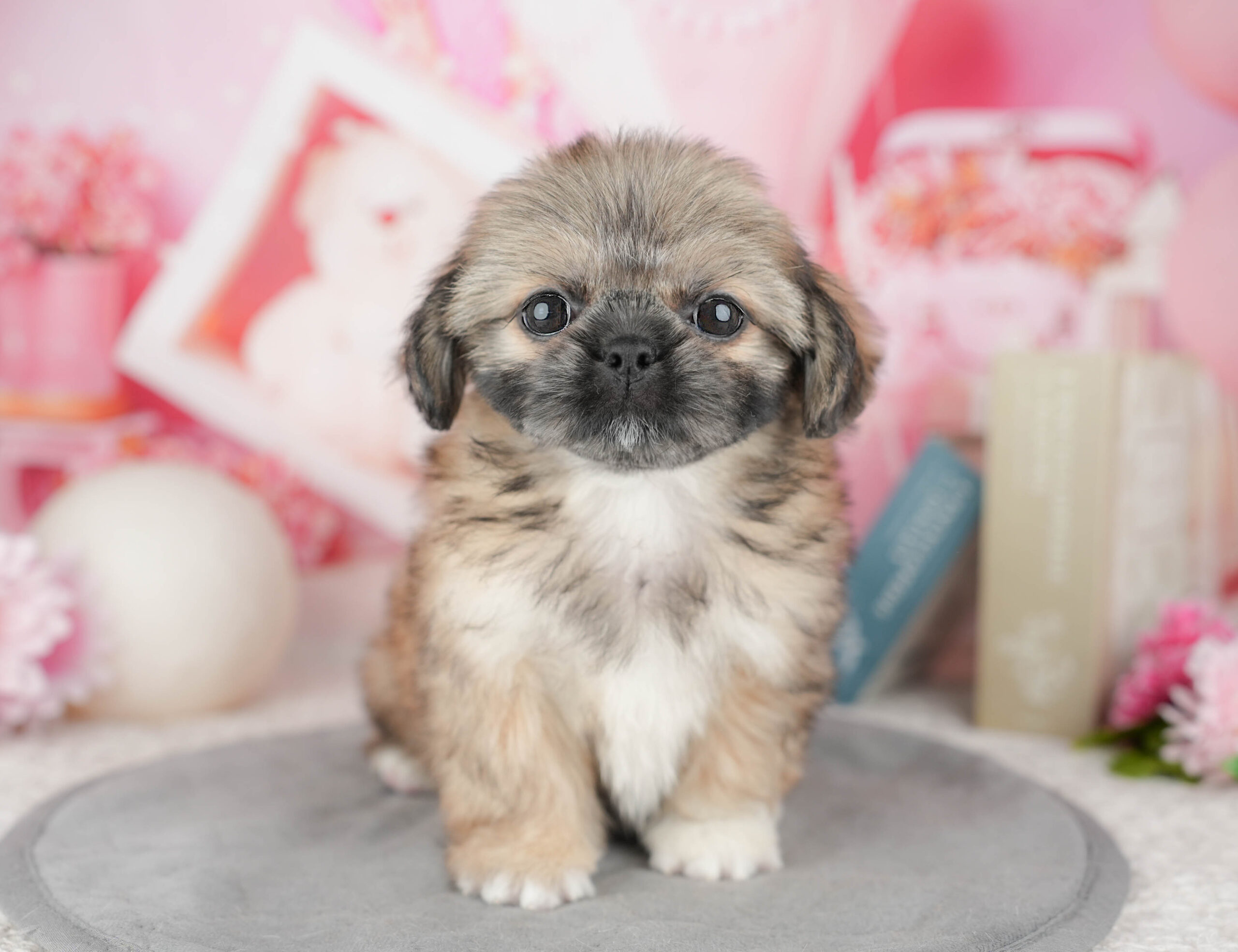 ペキシーズー | 女の子 | フォーン | 2025年12月13日