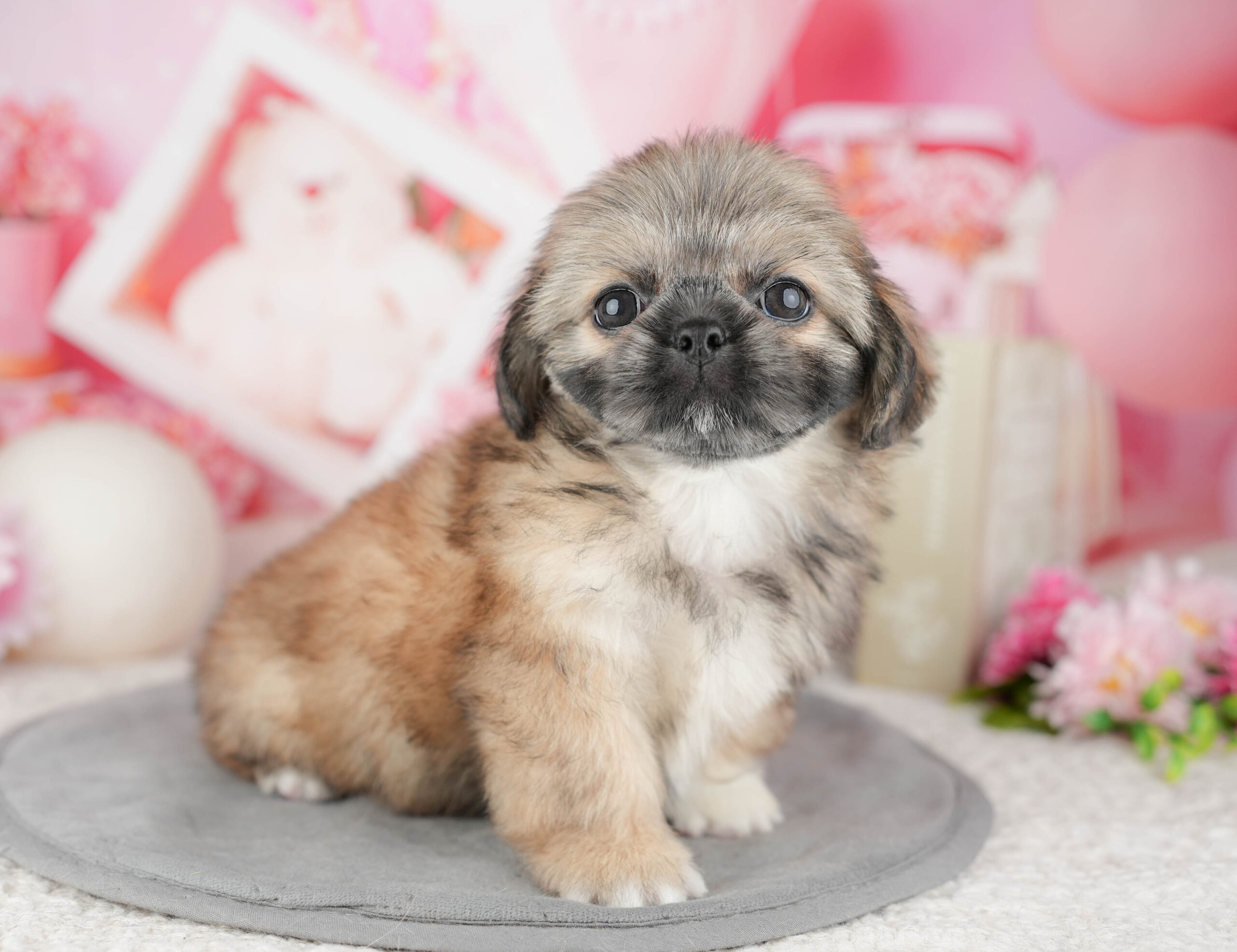 ペキシーズー | 女の子 | フォーン | 2025年12月13日