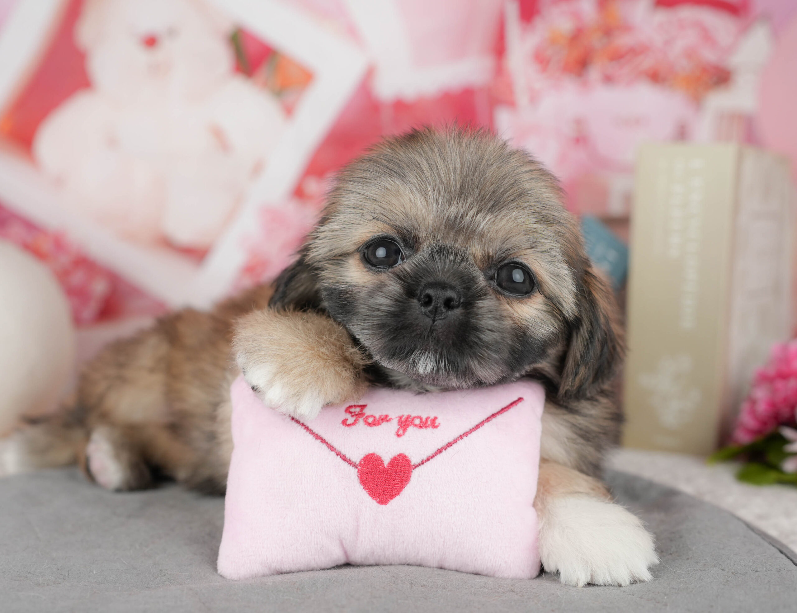 ペキシーズー | 女の子 | フォーン | 2025年12月13日