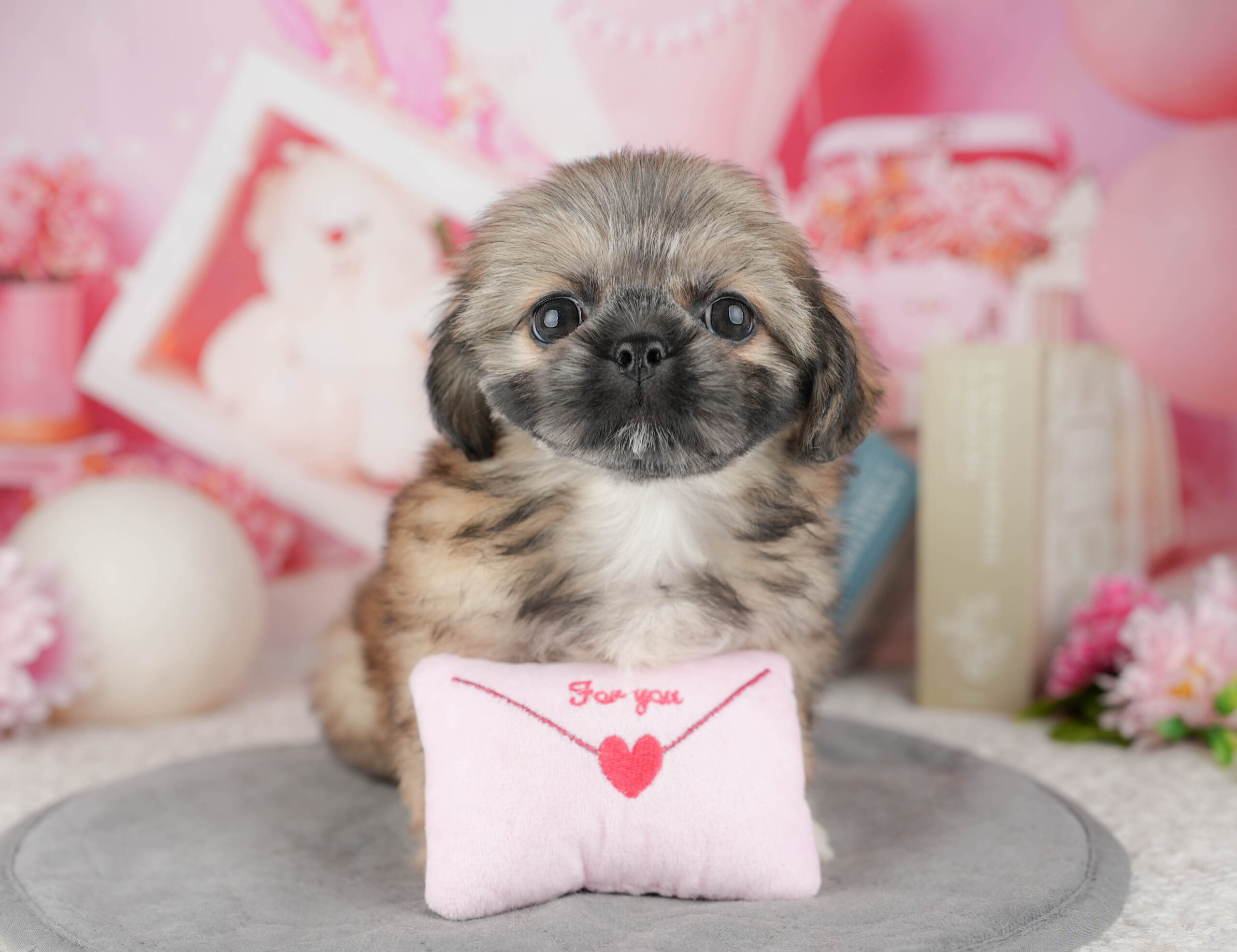 ペキシーズー | 女の子 | フォーン | 2025年12月13日