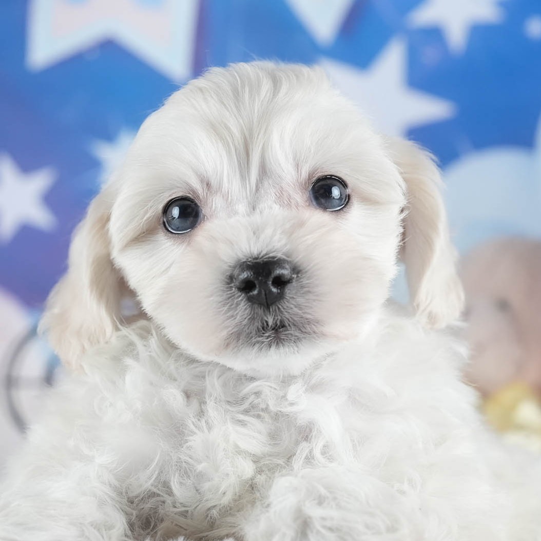 マルプー | 女の子 | ホワイト | 2025年12月13日