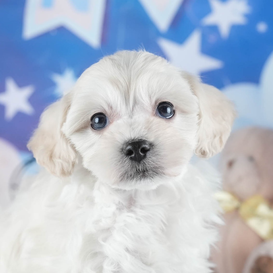 マルプー | 女の子 | ホワイト | 2025年12月13日