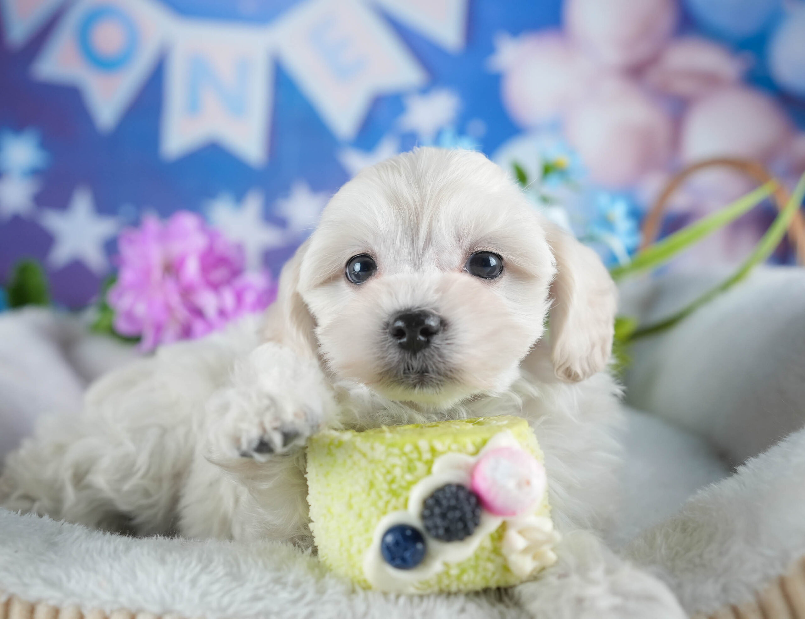 マルプー | 女の子 | ホワイト | 2025年12月13日