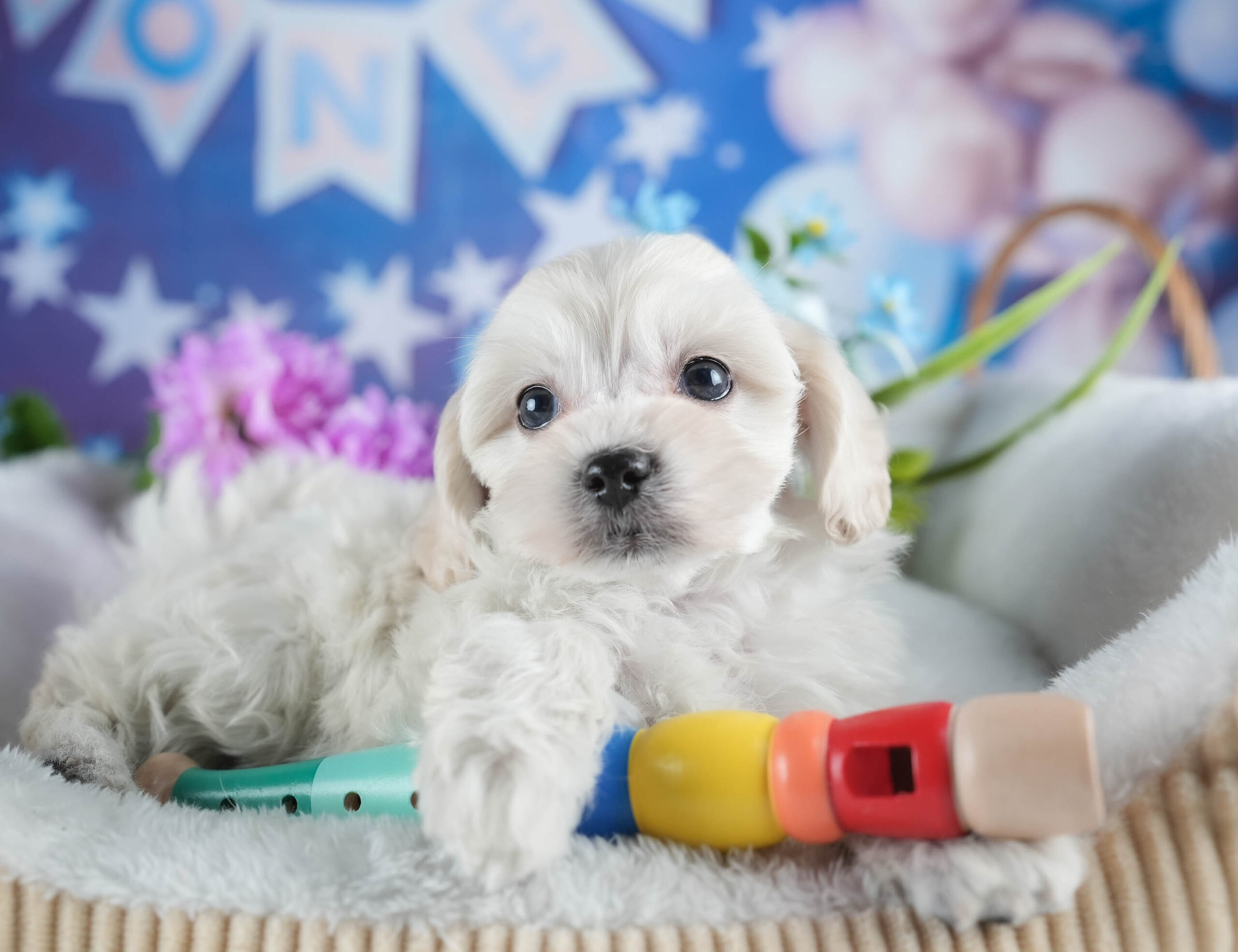 マルプー | 女の子 | ホワイト | 2025年12月13日