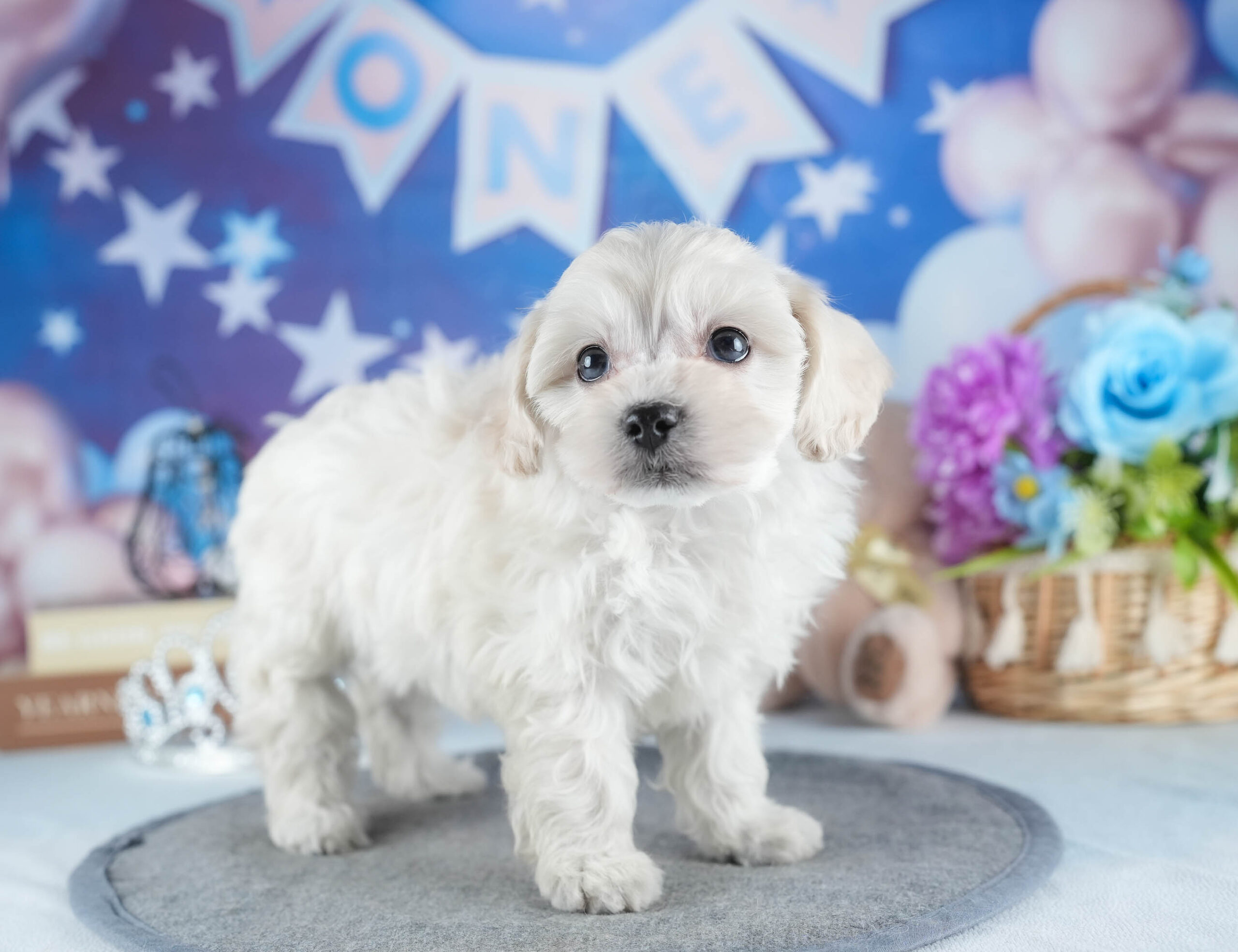 マルプー | 女の子 | ホワイト | 2025年12月13日