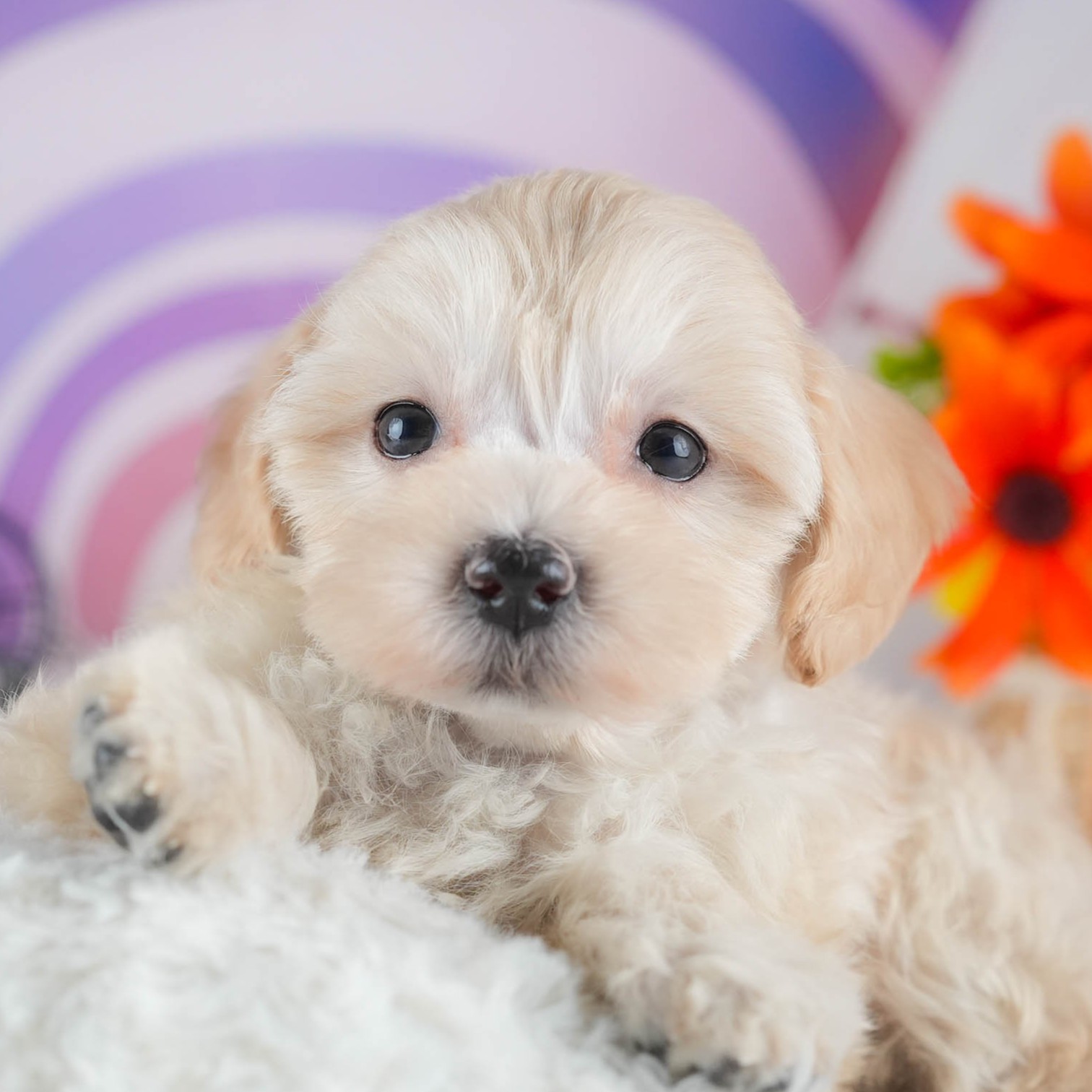 マルプー | 女の子 | アプリコット | 2025年12月13日