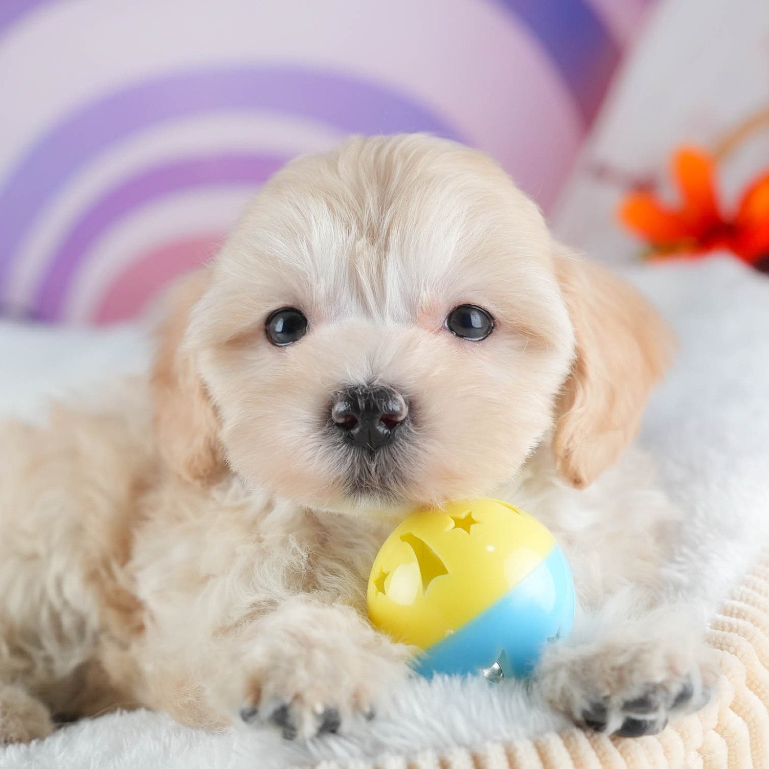 マルプー | 女の子 | アプリコット | 2025年12月13日