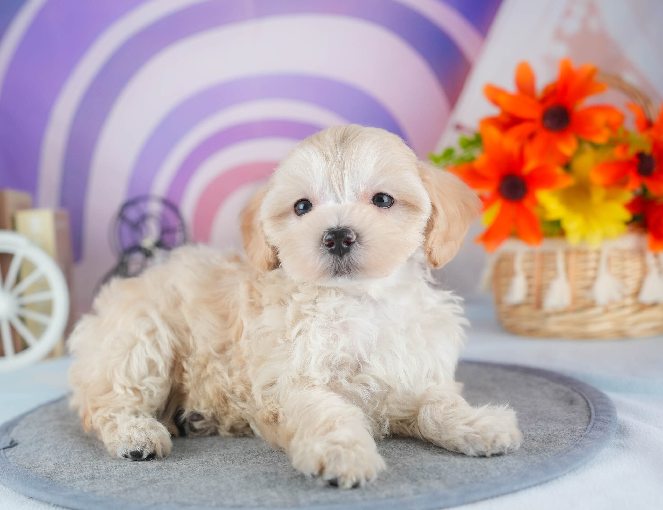 マルプー | 女の子 | アプリコット | 2025年12月13日