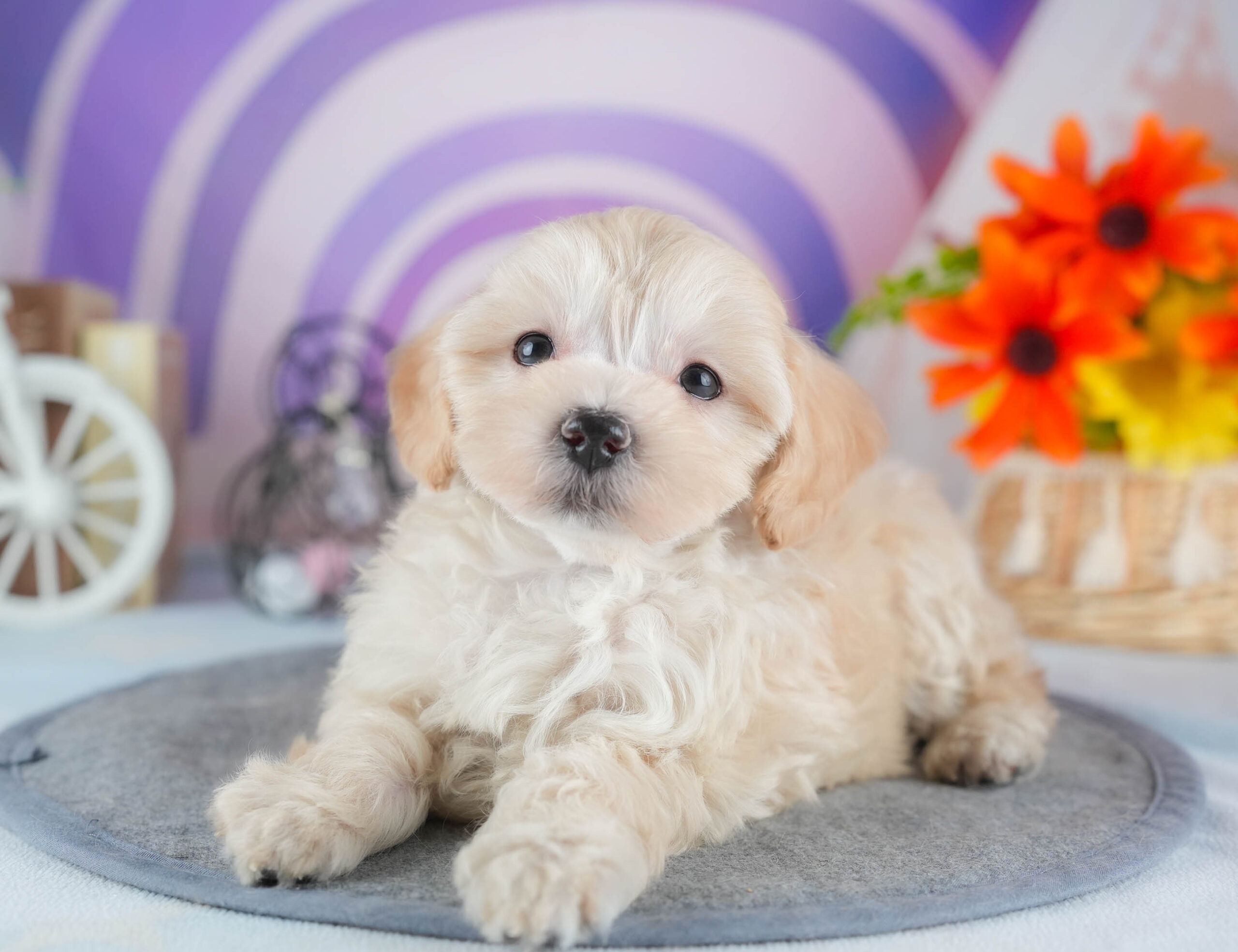 マルプー | 女の子 | アプリコット | 2025年12月13日