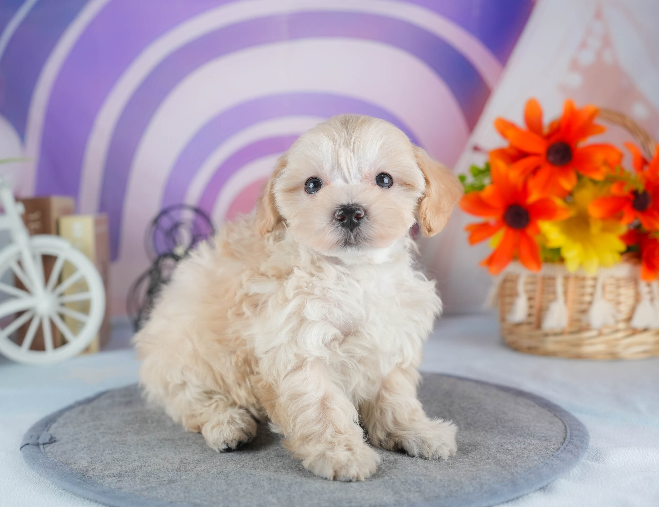 マルプー | 女の子 | アプリコット | 2025年12月13日