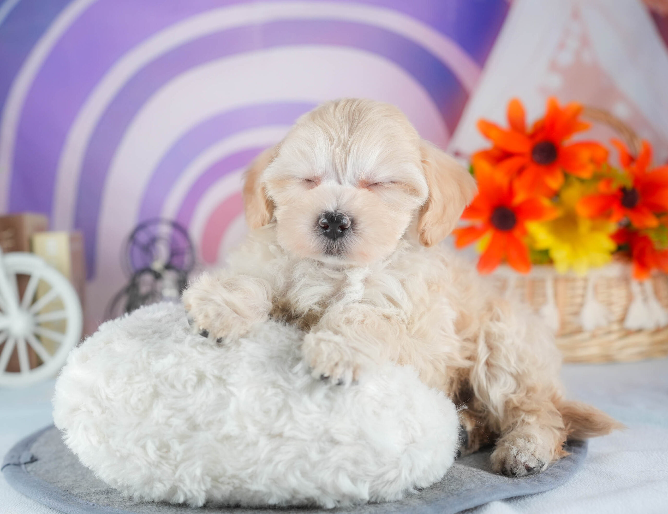 マルプー | 女の子 | アプリコット | 2025年12月13日