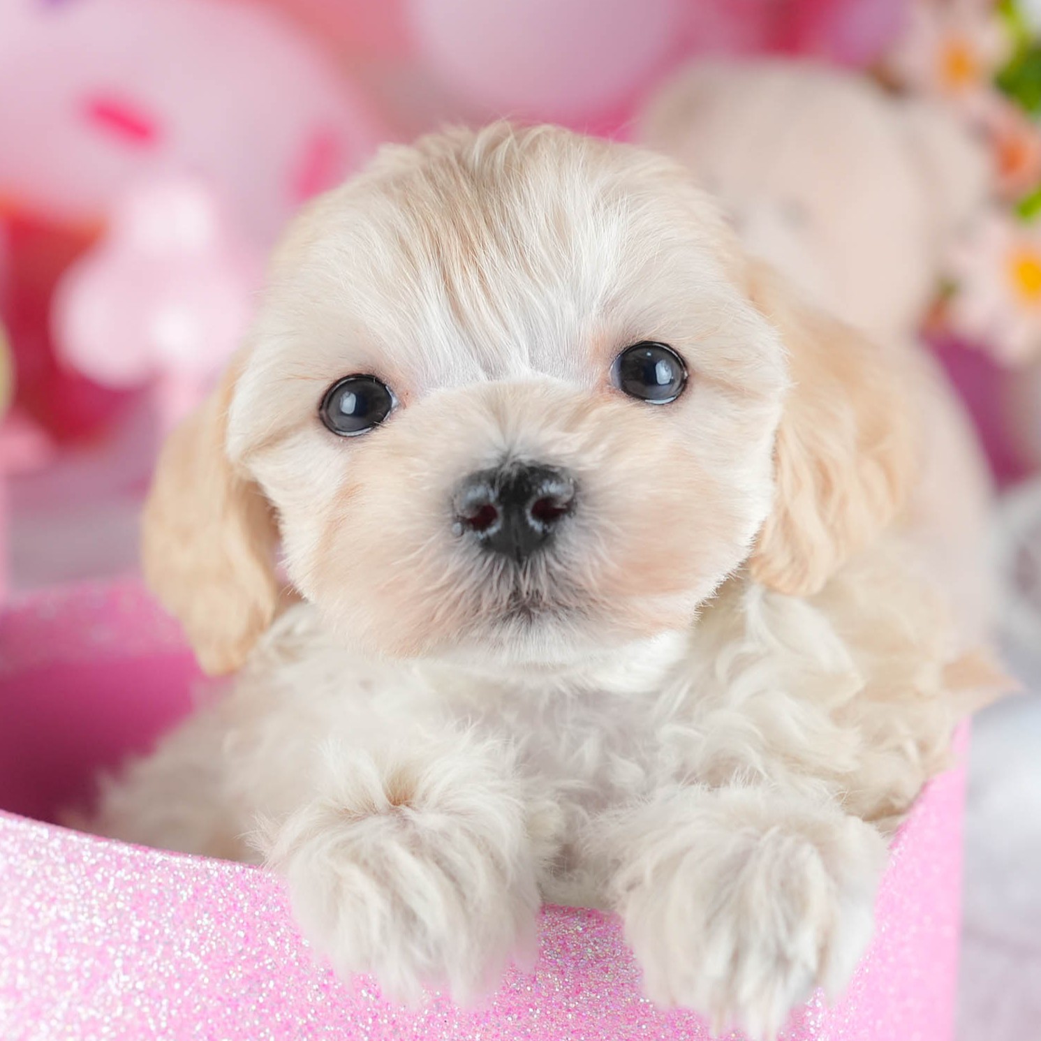 マルプー | 女の子 | アプリコット | 2025年12月13日