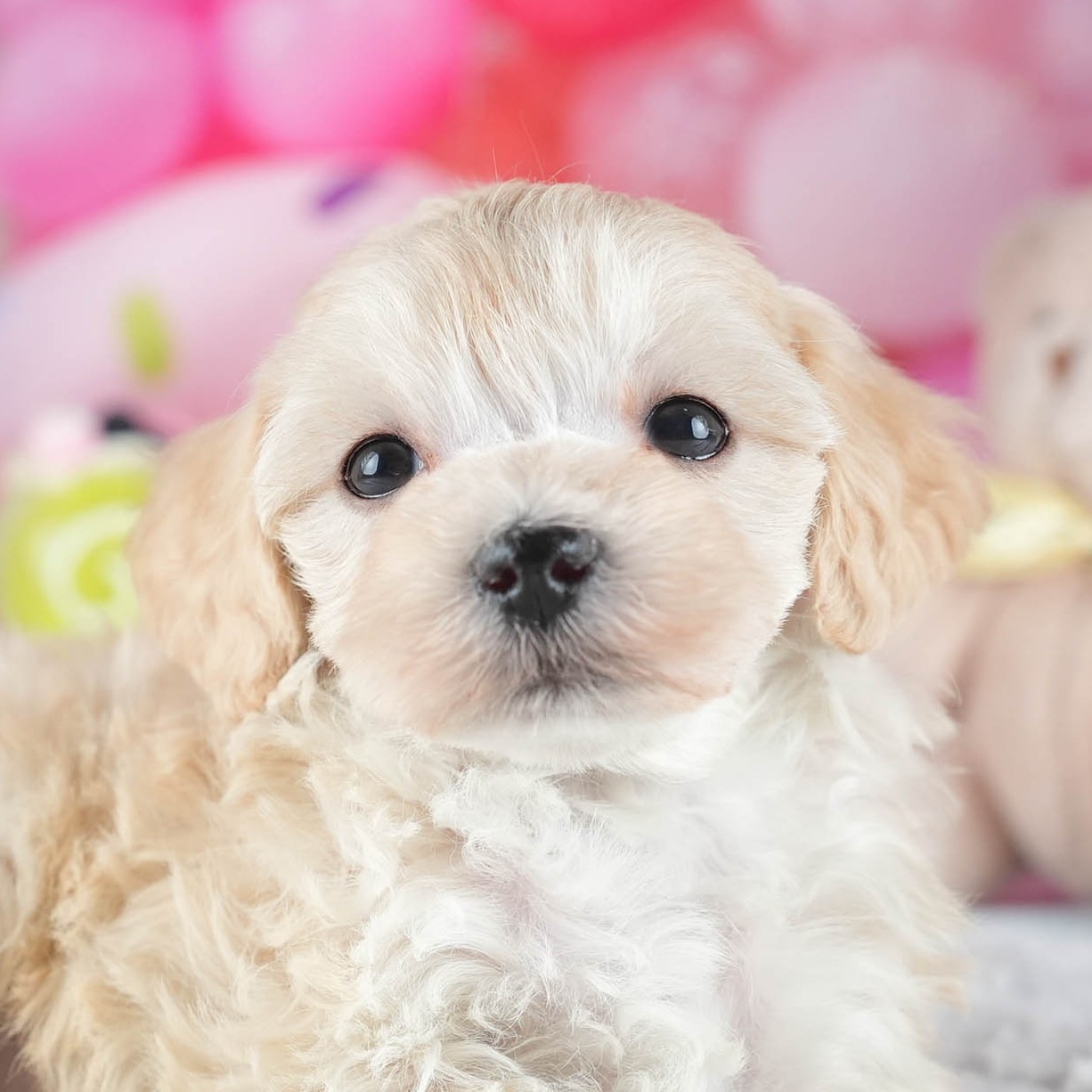 マルプー | 女の子 | アプリコット | 2025年12月13日