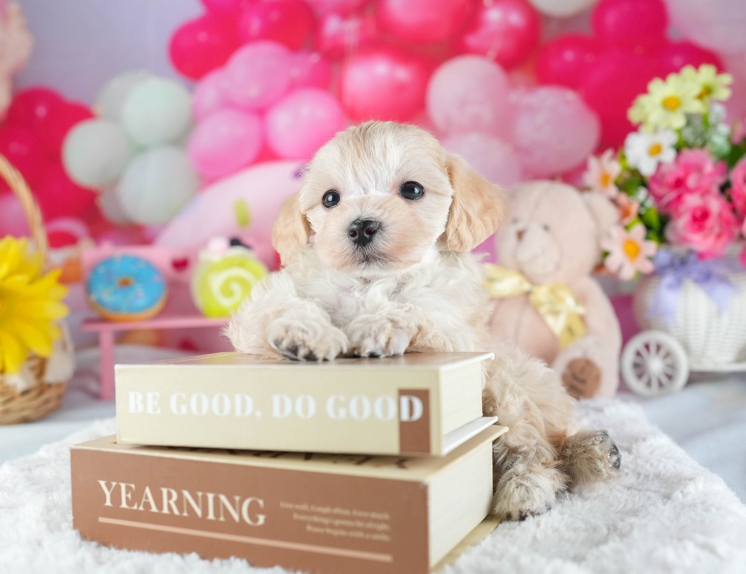 マルプー | 女の子 | アプリコット | 2025年12月13日