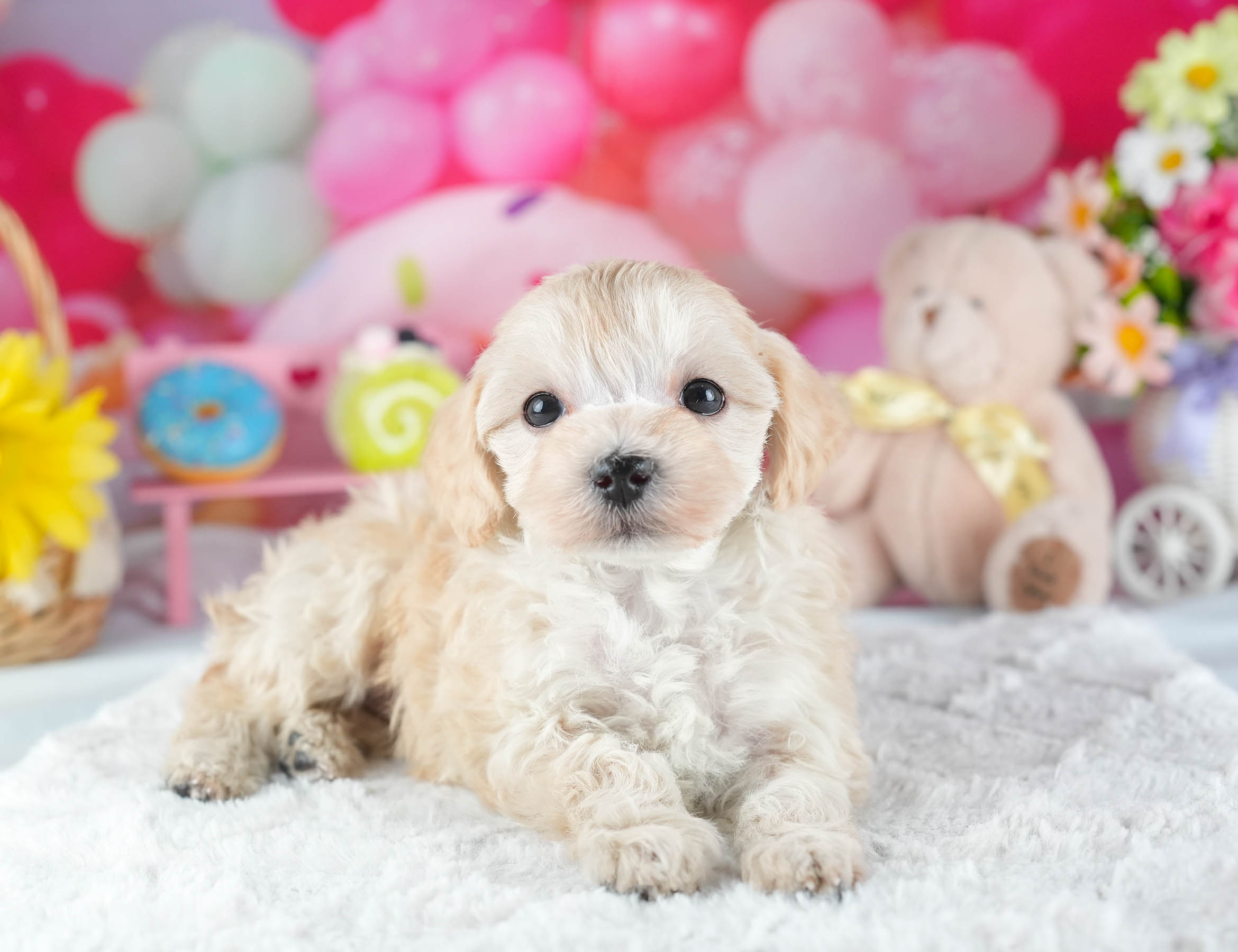 マルプー | 女の子 | アプリコット | 2025年12月13日