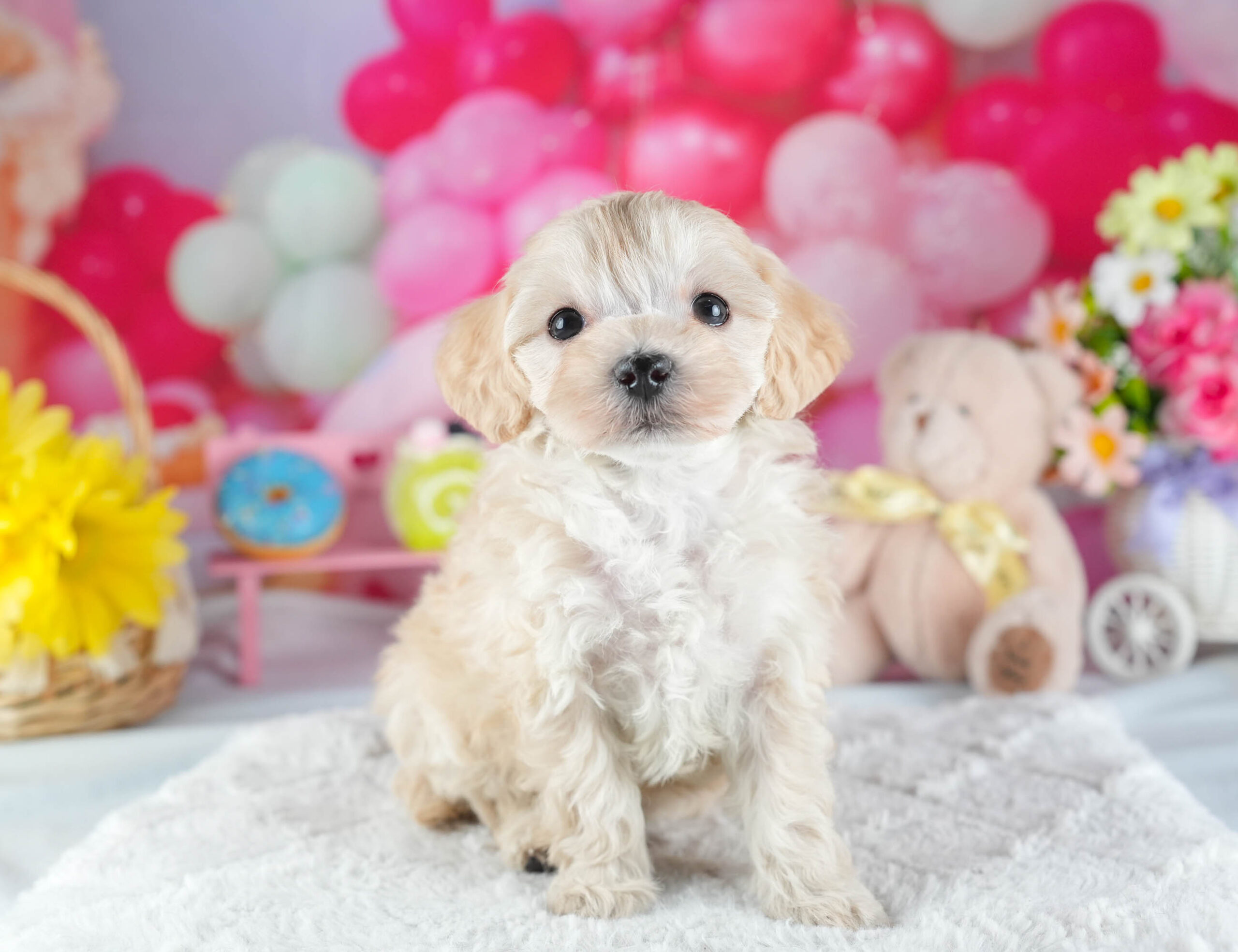 マルプー | 女の子 | アプリコット | 2025年12月13日