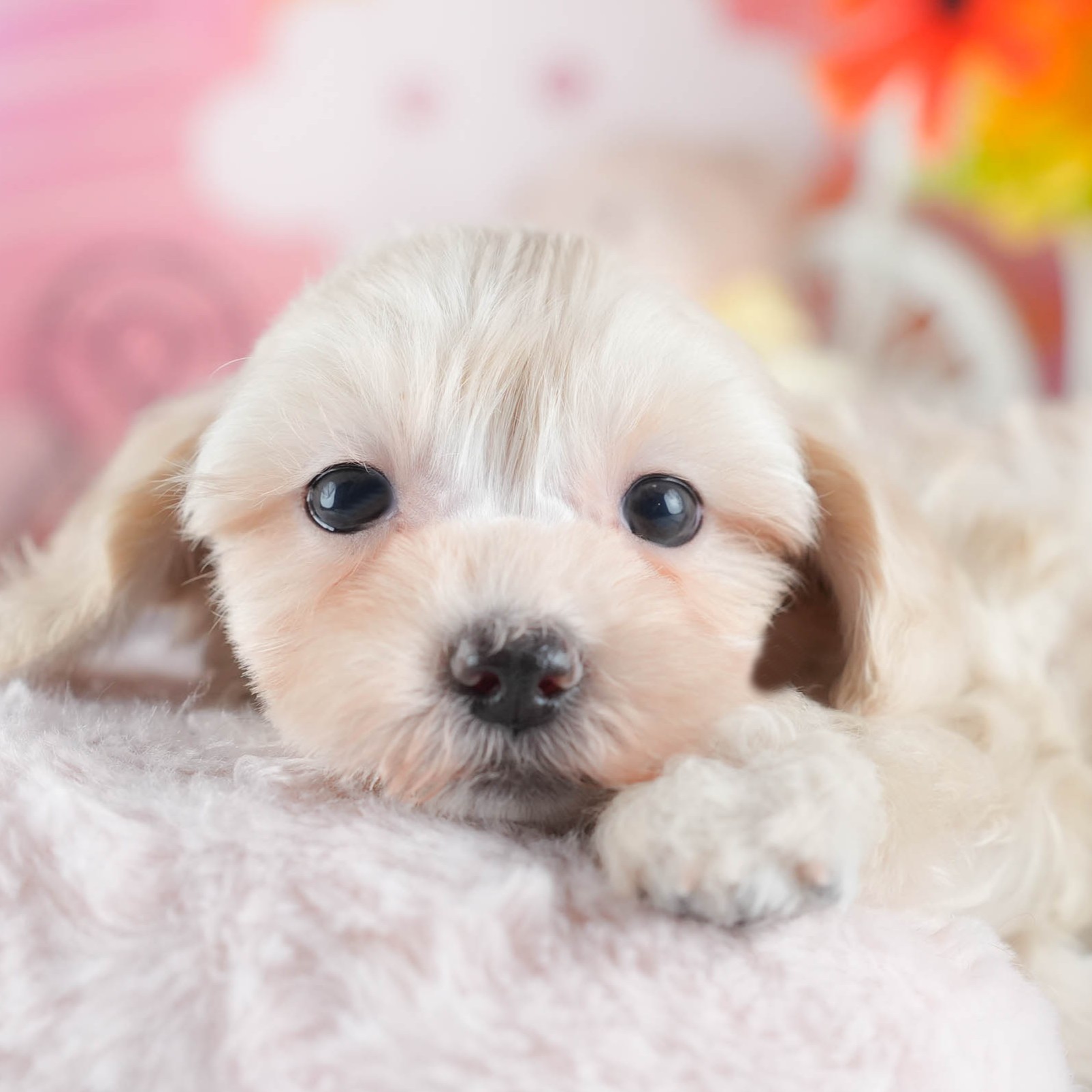 マルプー | 女の子 | アプリコット | 2025年12月13日