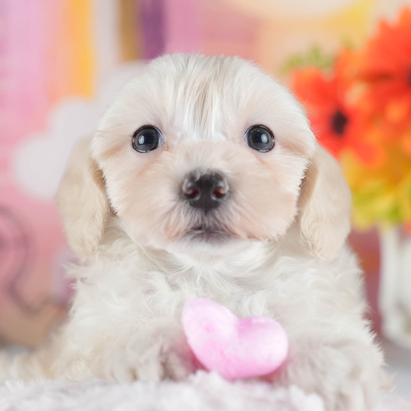 マルプー | 女の子 | アプリコット | 2025年12月13日