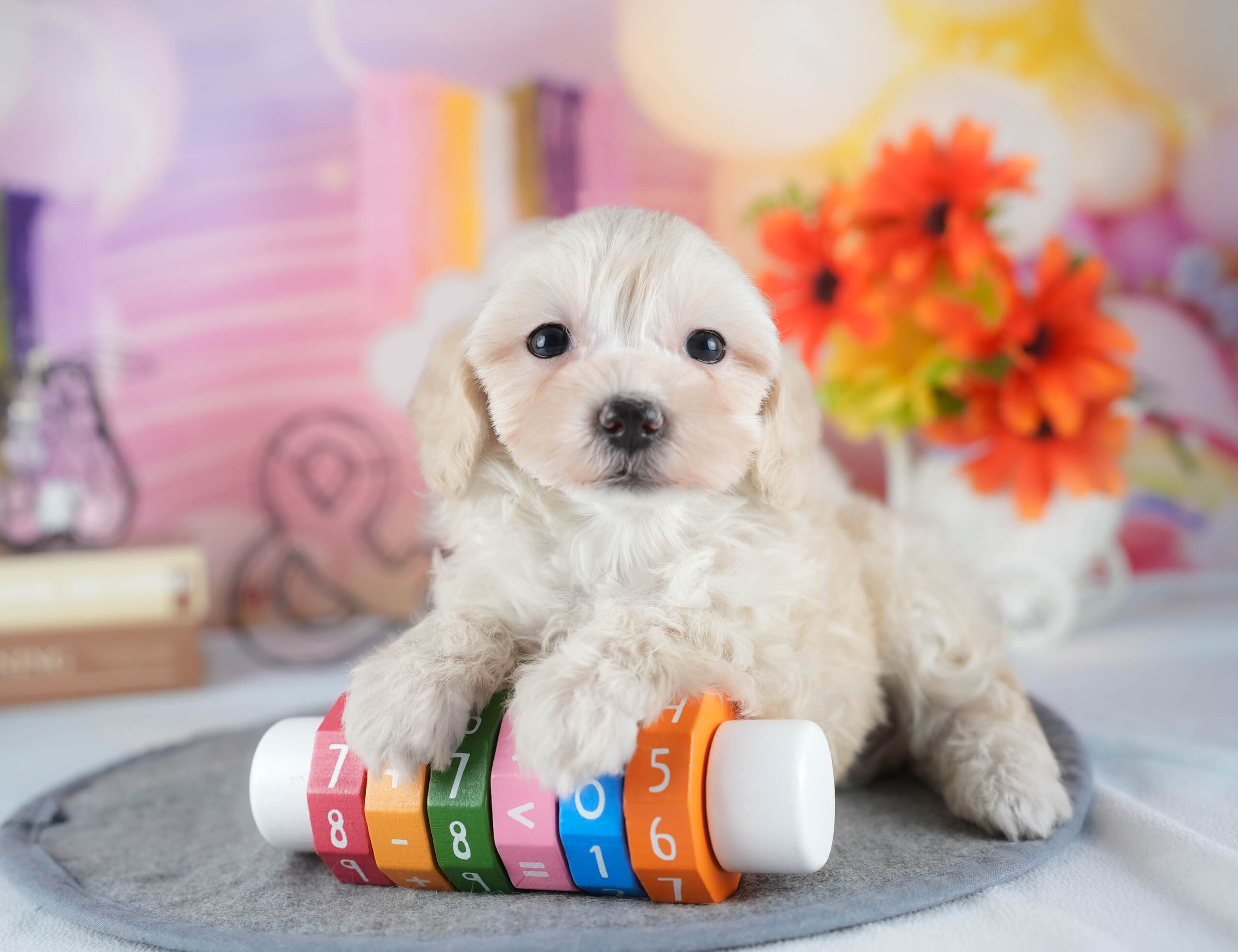 マルプー | 女の子 | アプリコット | 2025年12月13日