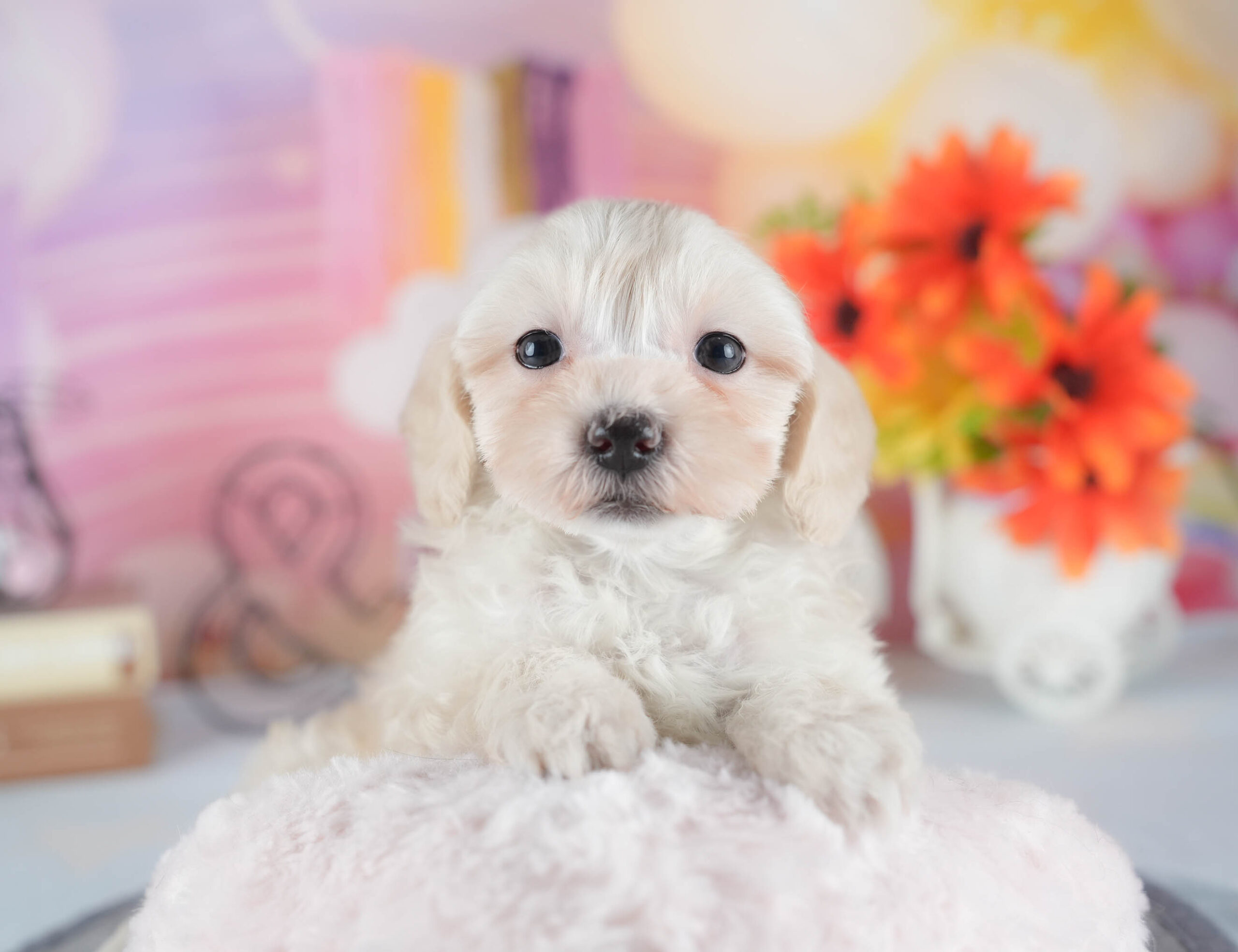 マルプー | 女の子 | アプリコット | 2025年12月13日