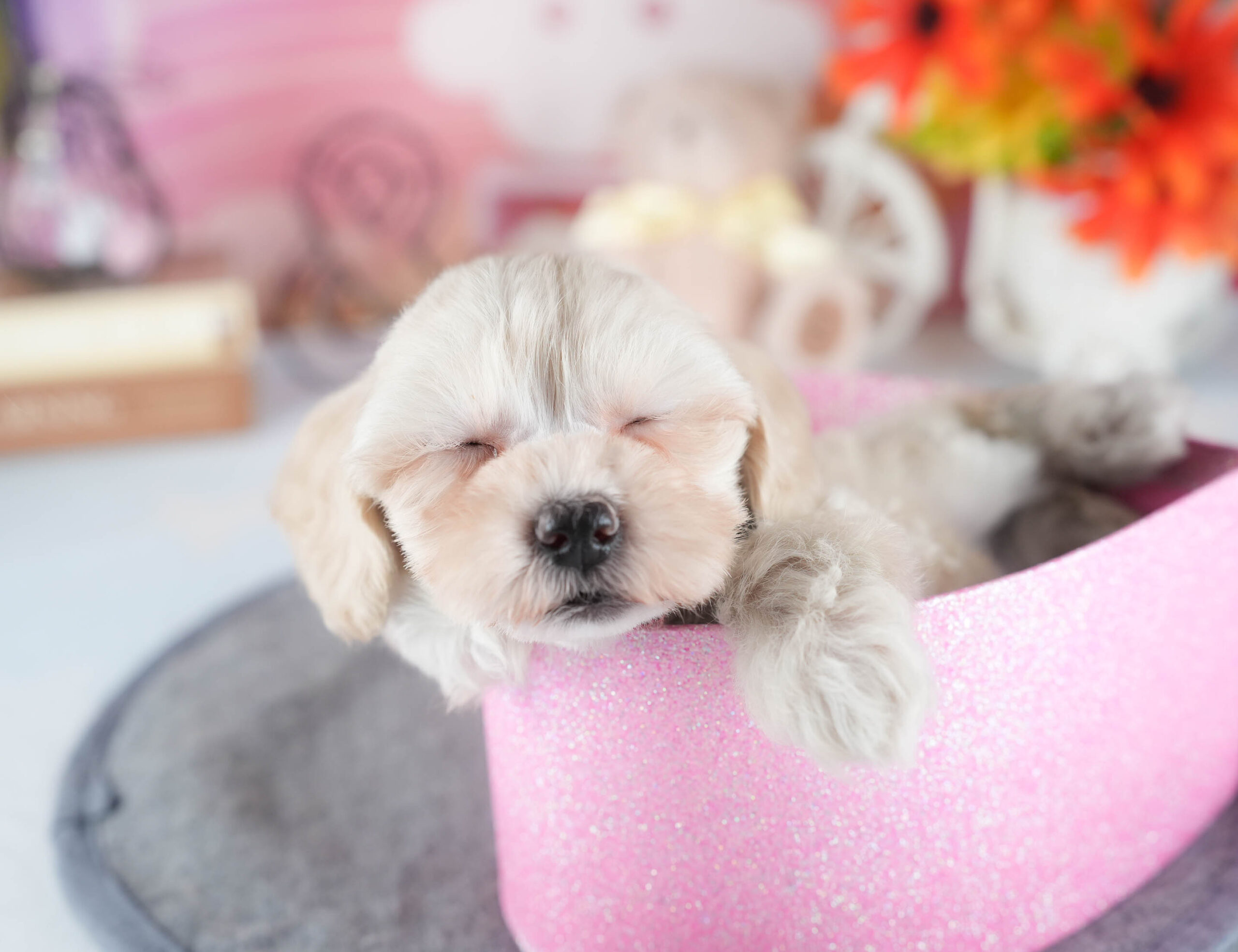 マルプー | 女の子 | アプリコット | 2025年12月13日