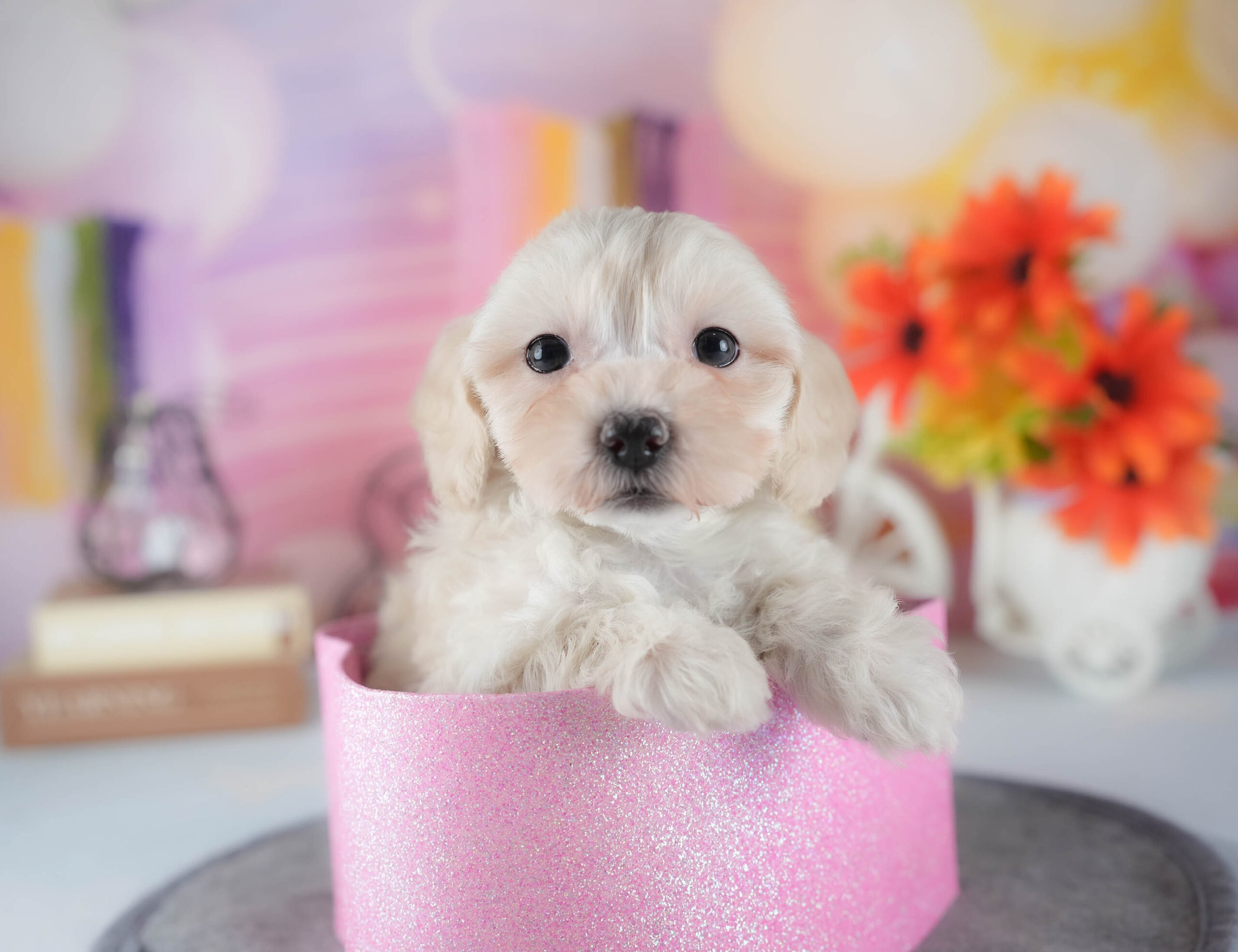 マルプー | 女の子 | アプリコット | 2025年12月13日