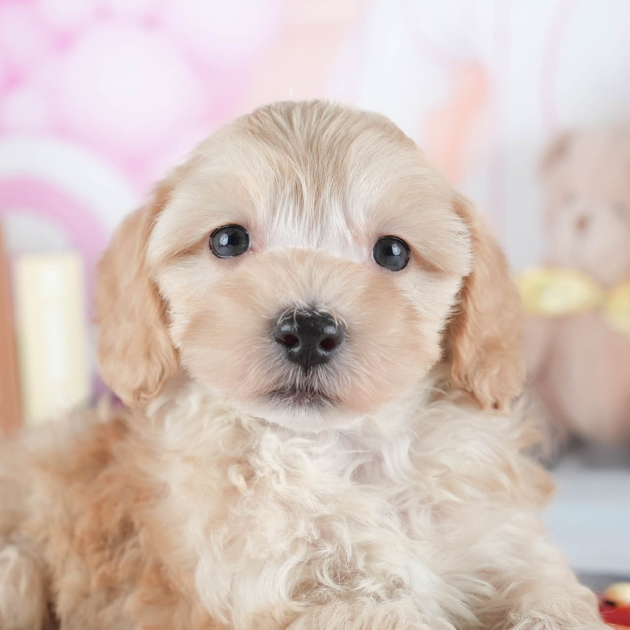 マルプー | 男の子 | アプリコット | 2025年12月13日