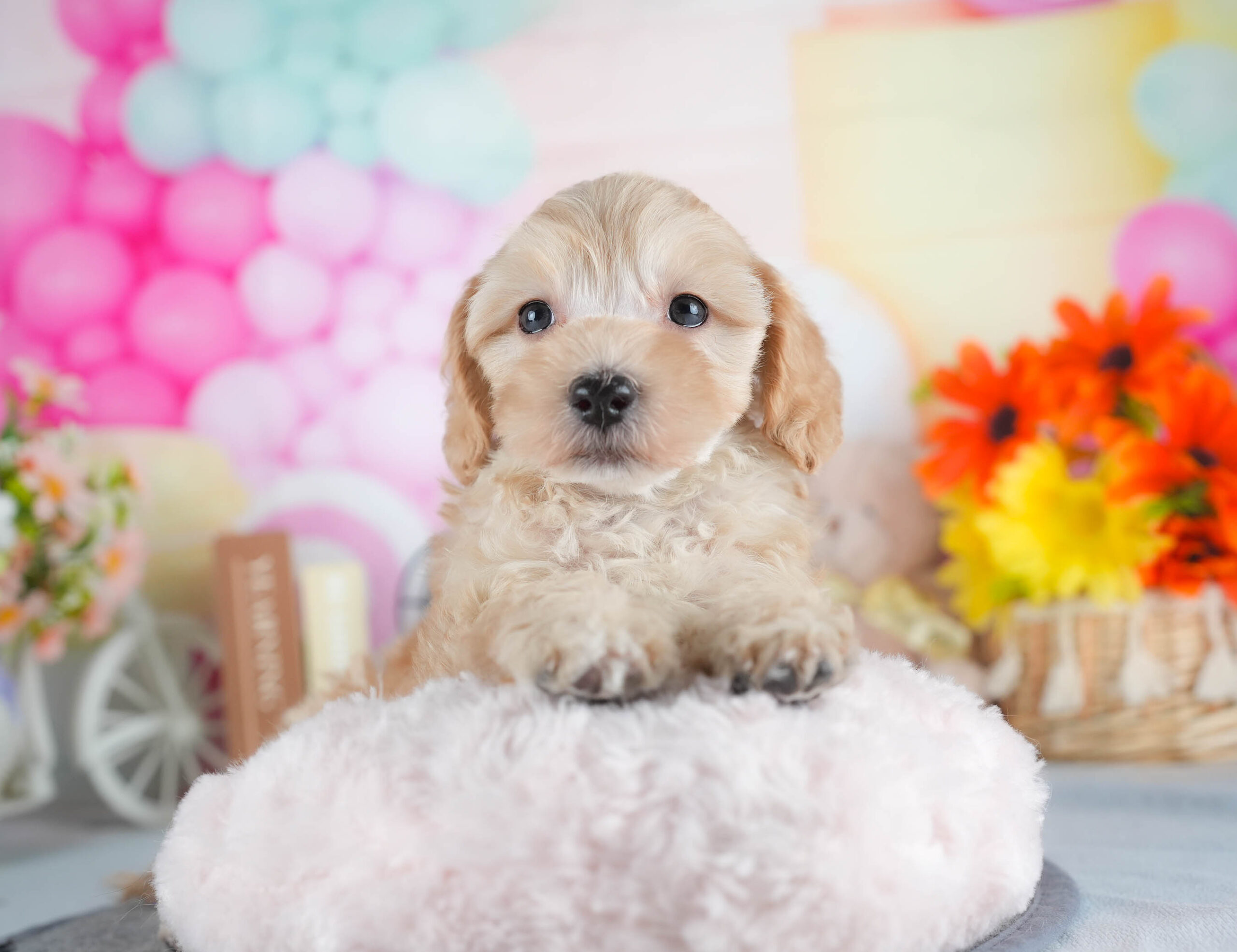 マルプー | 男の子 | アプリコット | 2025年12月13日