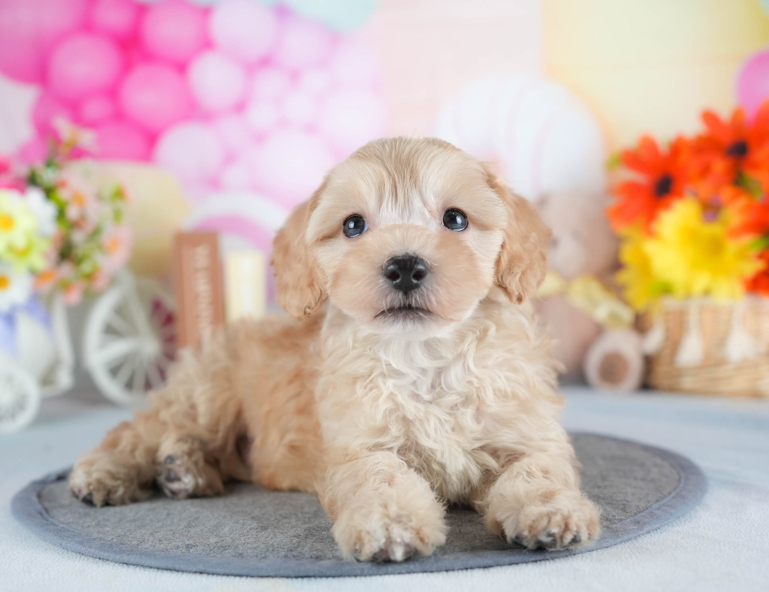 マルプー | 男の子 | アプリコット | 2025年12月13日