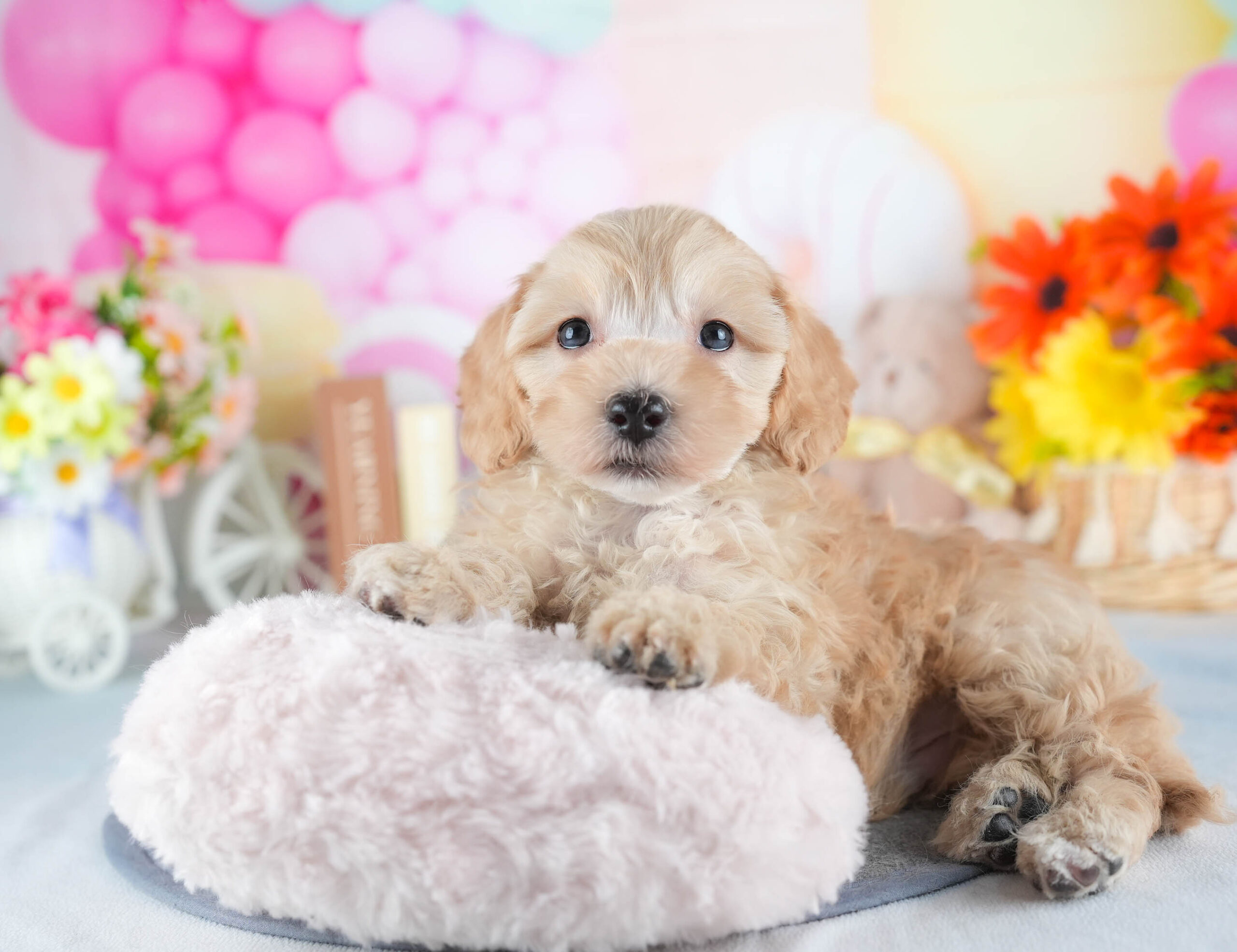 マルプー | 男の子 | アプリコット | 2025年12月13日