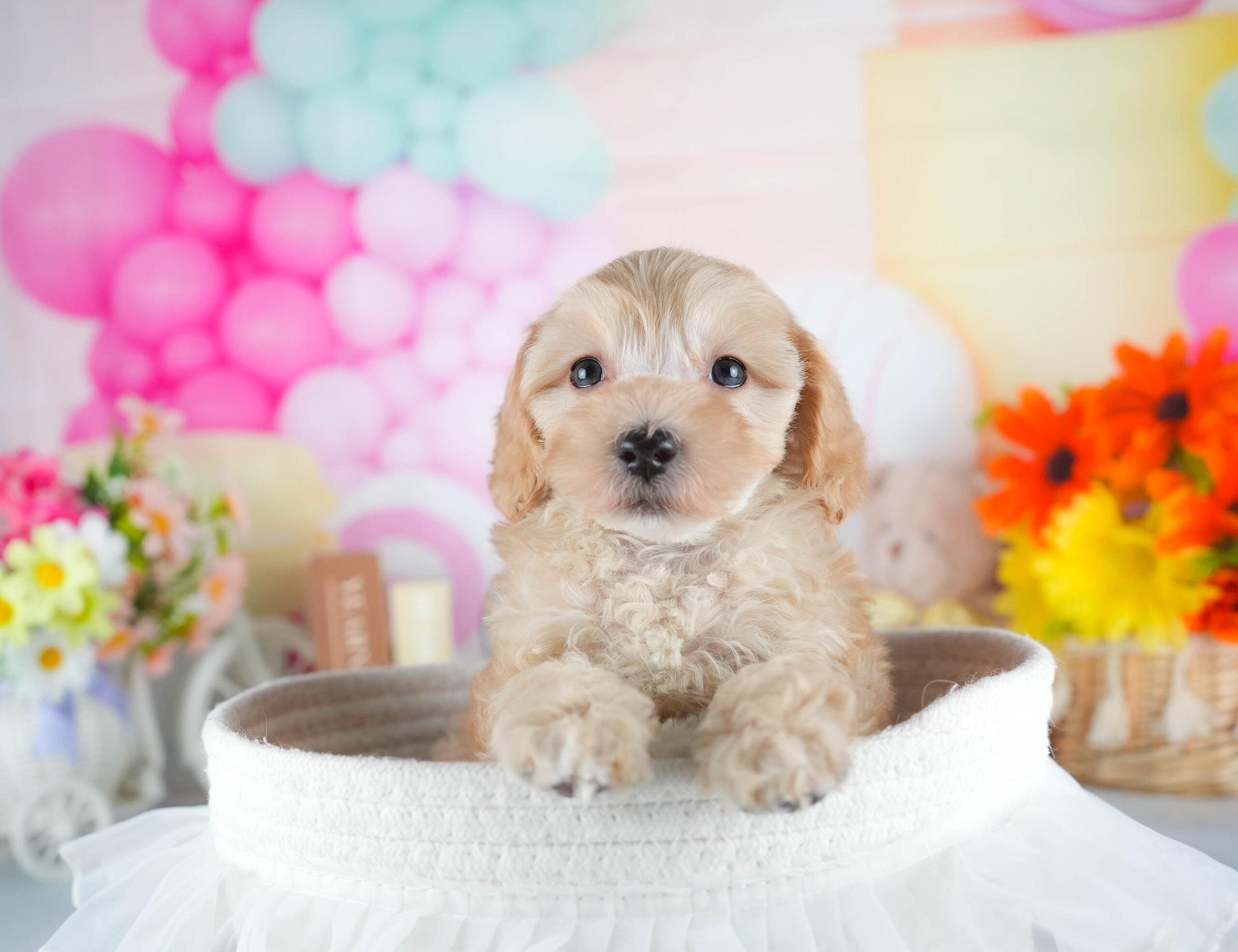 マルプー | 男の子 | アプリコット | 2025年12月13日