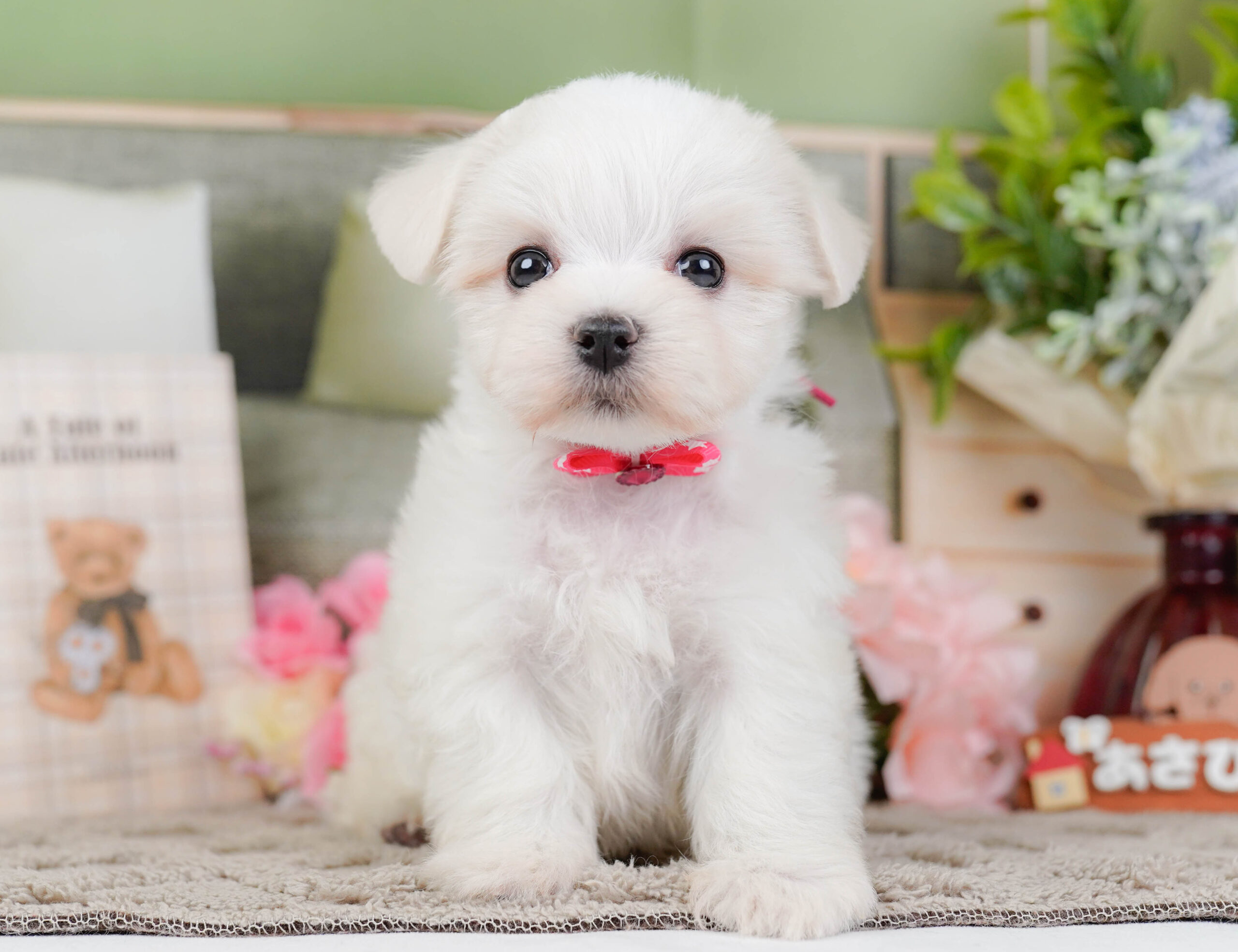 マルチーズ | 女の子 | ホワイト | 2025年12月13日