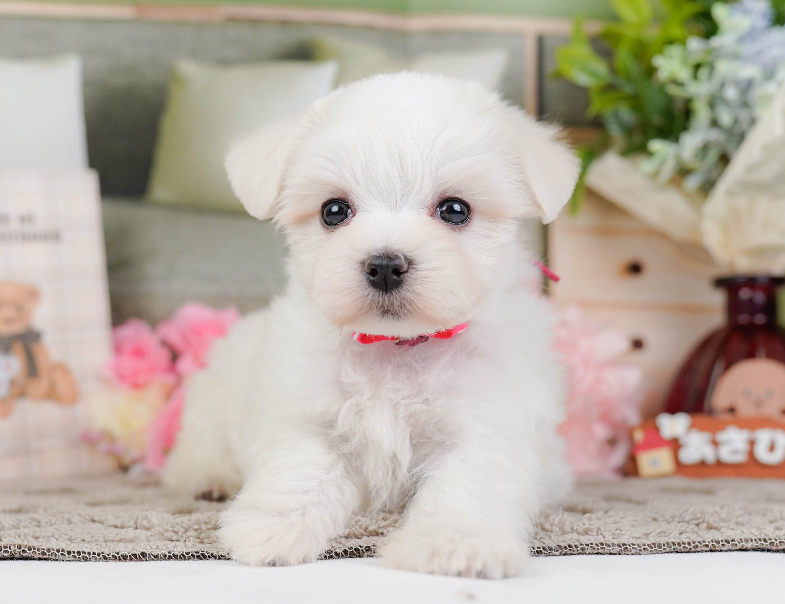 マルチーズ | 女の子 | ホワイト | 2025年12月13日