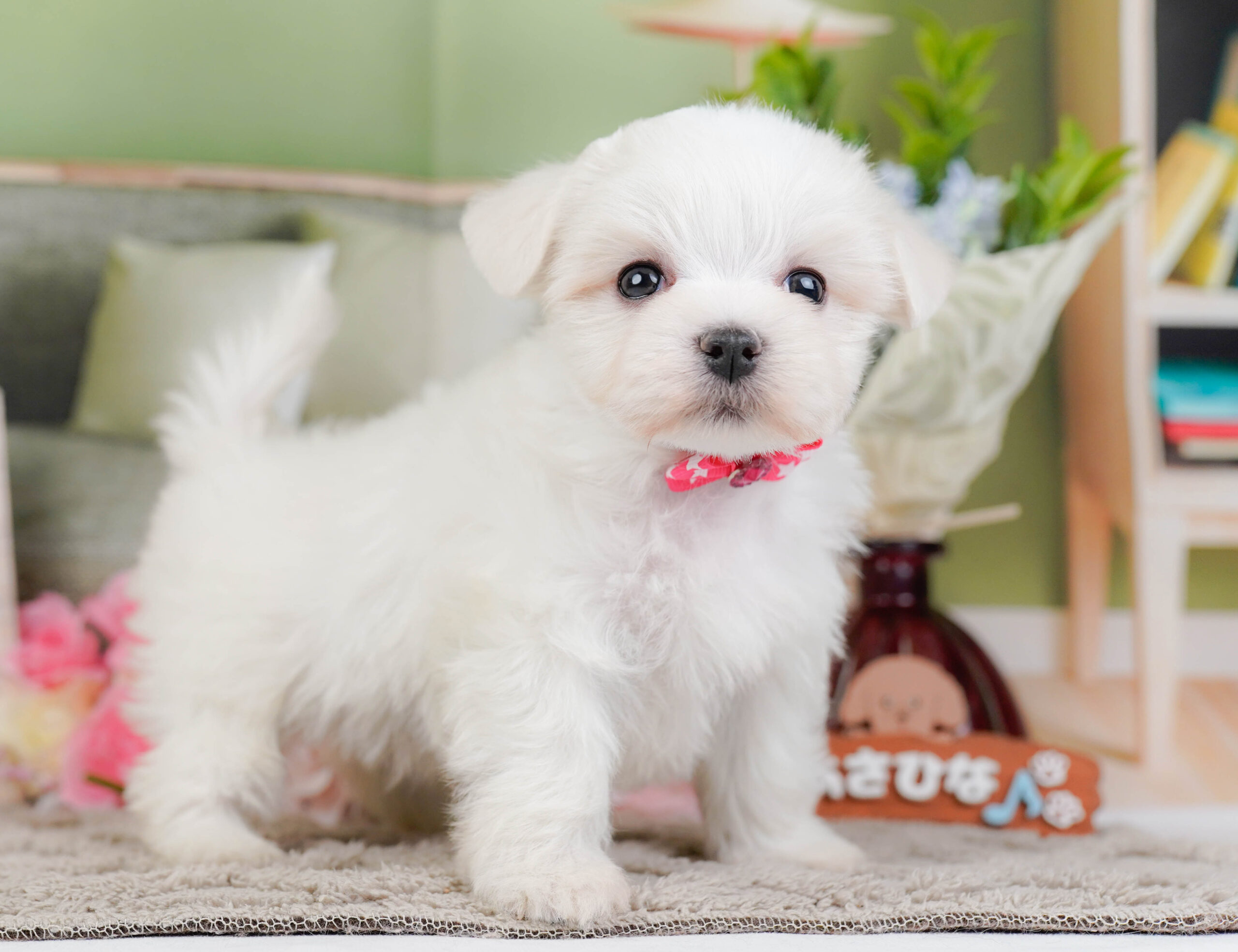 マルチーズ | 女の子 | ホワイト | 2025年12月13日