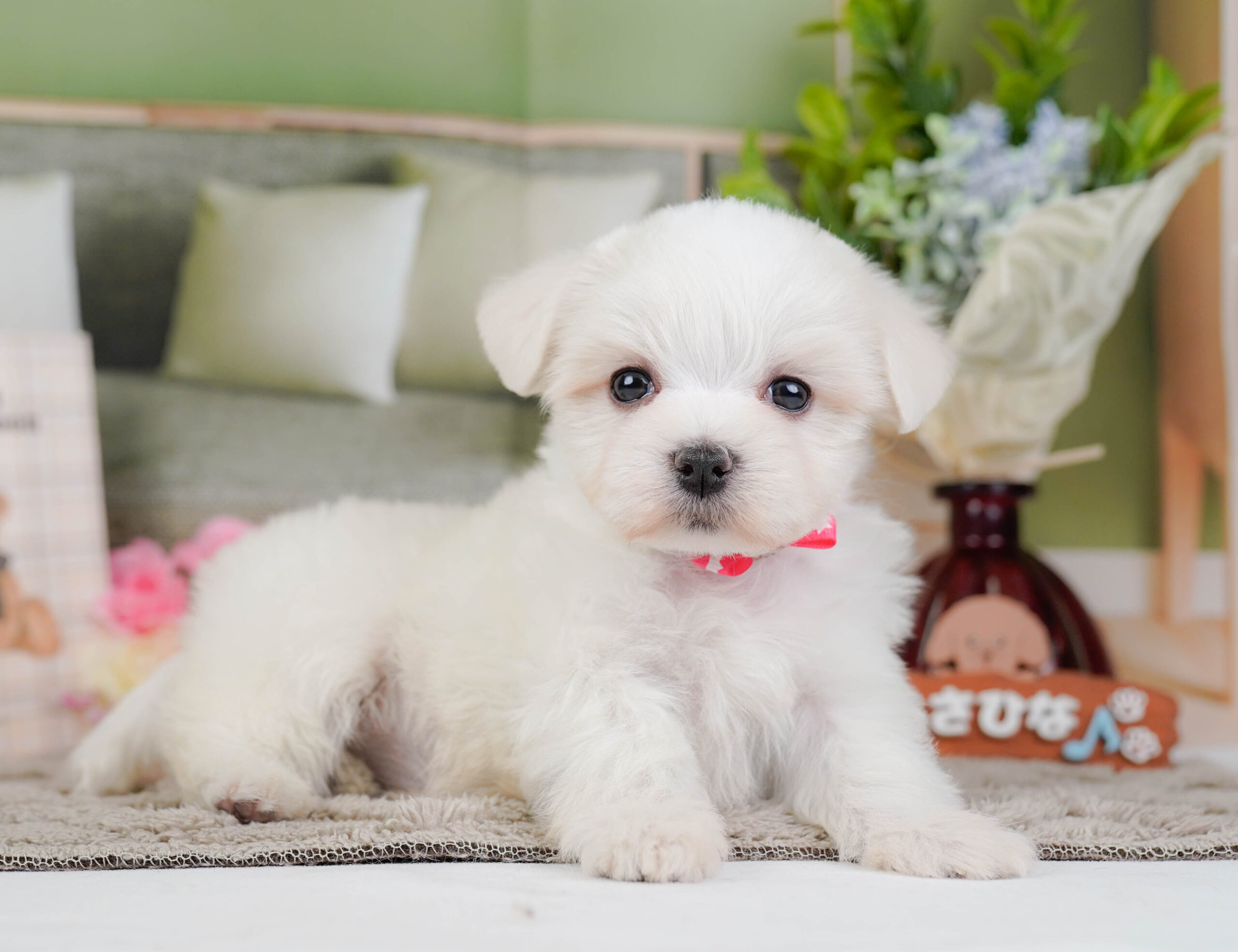 マルチーズ | 女の子 | ホワイト | 2025年12月13日