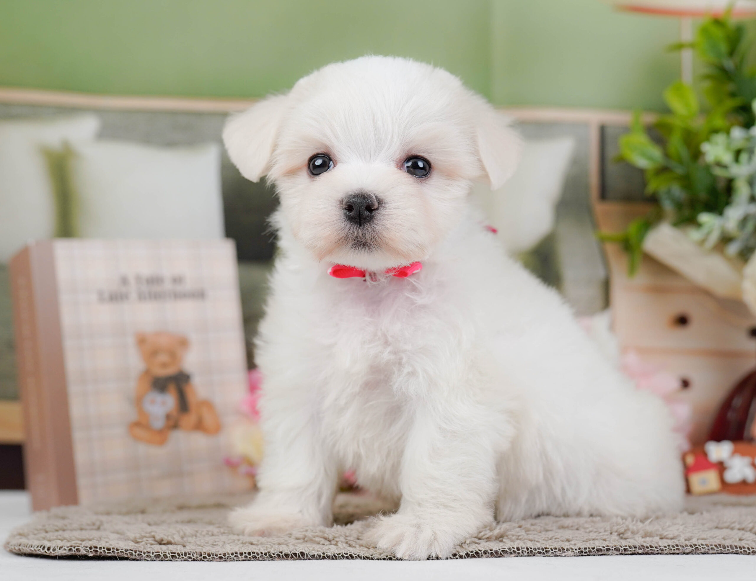 マルチーズ | 女の子 | ホワイト | 2025年12月13日