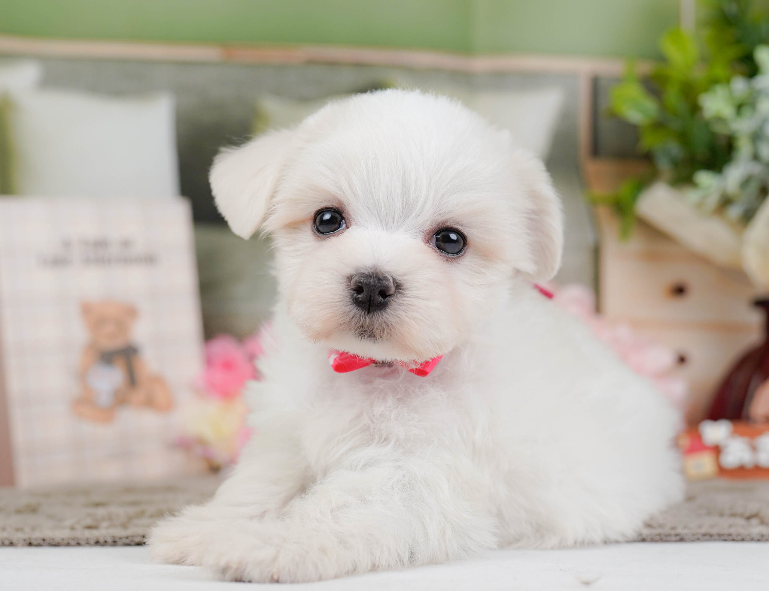 マルチーズ | 女の子 | ホワイト | 2025年12月13日