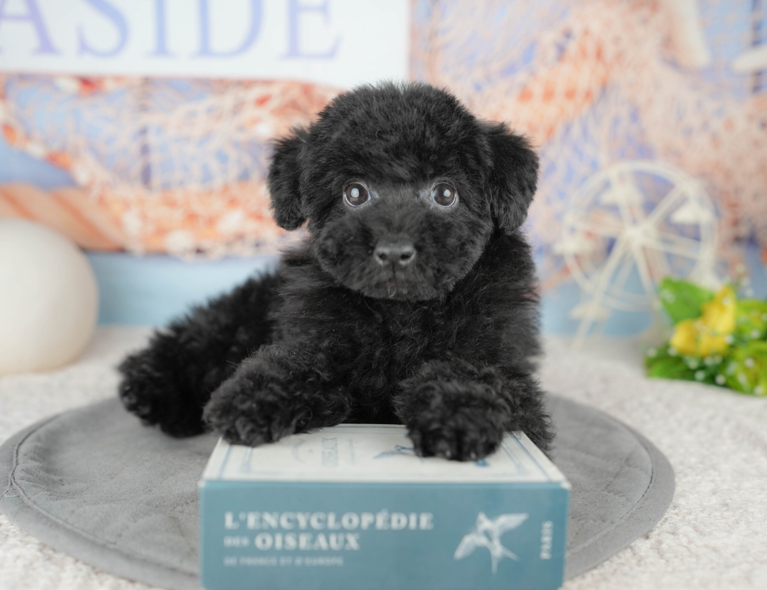 トイ・プードル | 男の子 | ブラック | 2025年12月14日